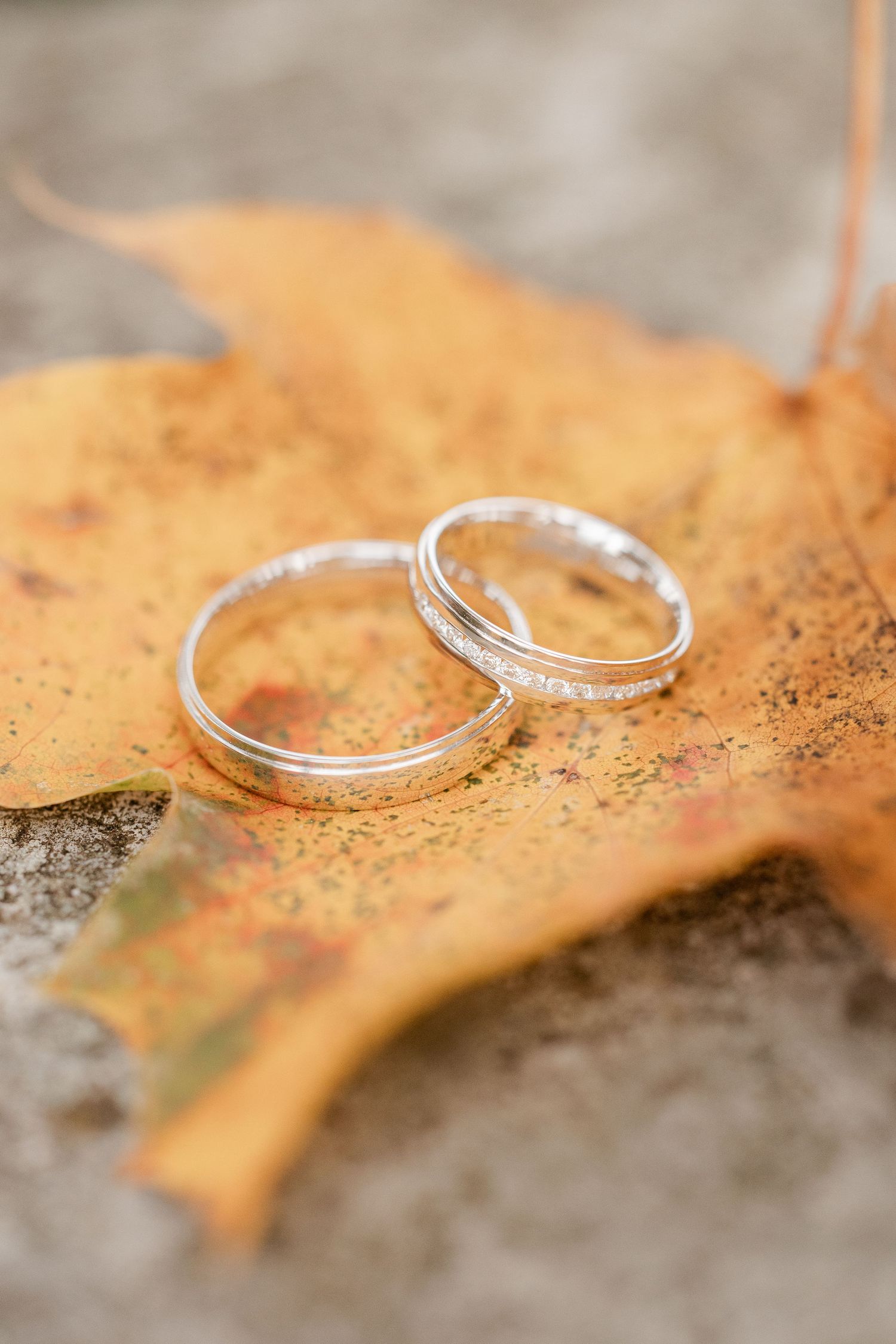 Two silver wedding rings rest on a dried autumn leaf with shallow depth of field creating a romantic seasonal setting.