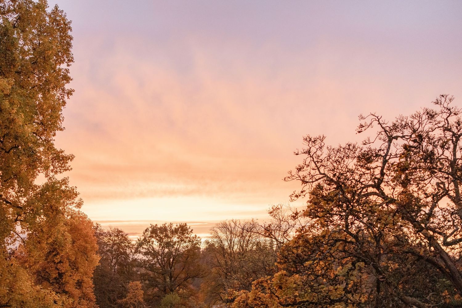 Autumn sunset sky with silhouetted oak trees creating a warm orange and purple gradient backdrop.
