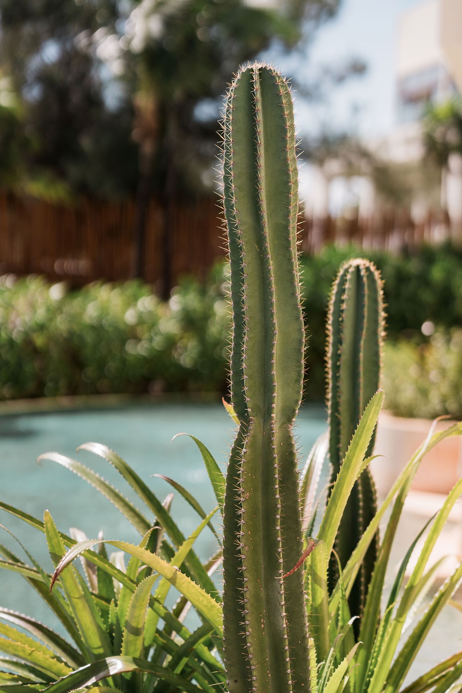Secrets Akumal Wedding - Tall green columnar cactus with sharp spines growing in a lush garden near a pool on a sunny day.