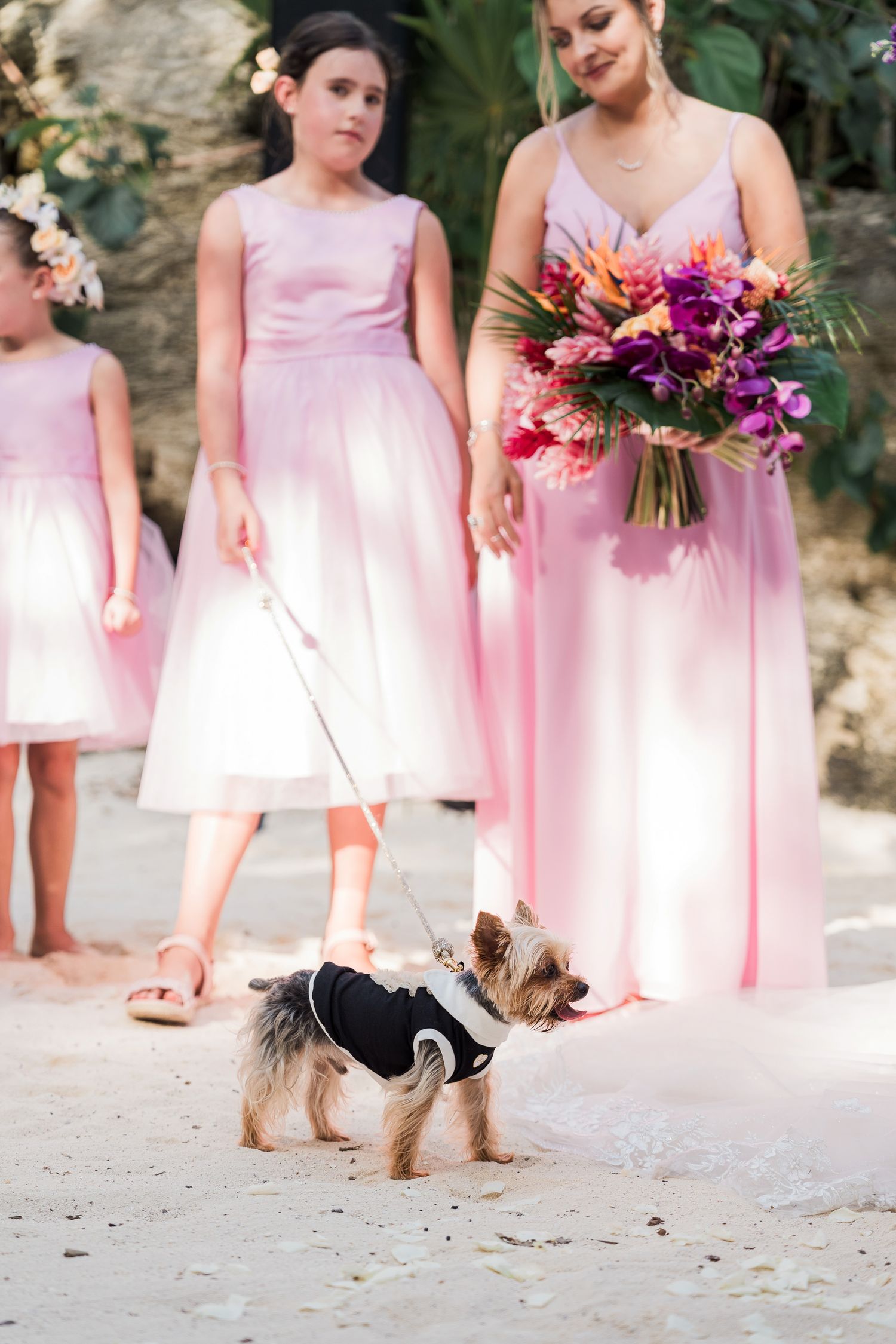 Yorkshire Terrier in black tuxedo outfit at wedding with bridesmaids in pink dresses and colorful bridal bouquet.