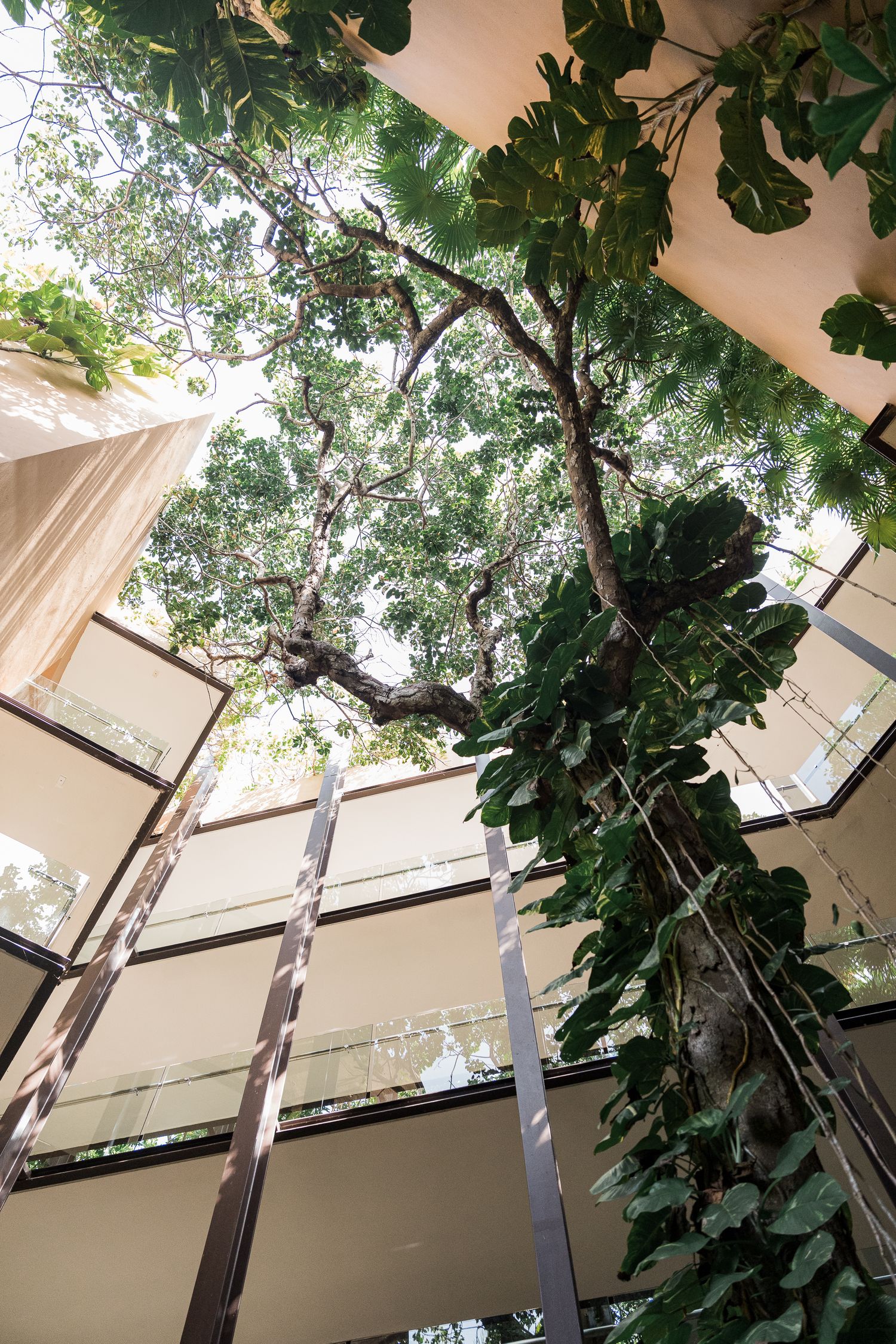 Indoor atrium with towering trees and lush tropical plants growing through a glass ceiling in a modern building.