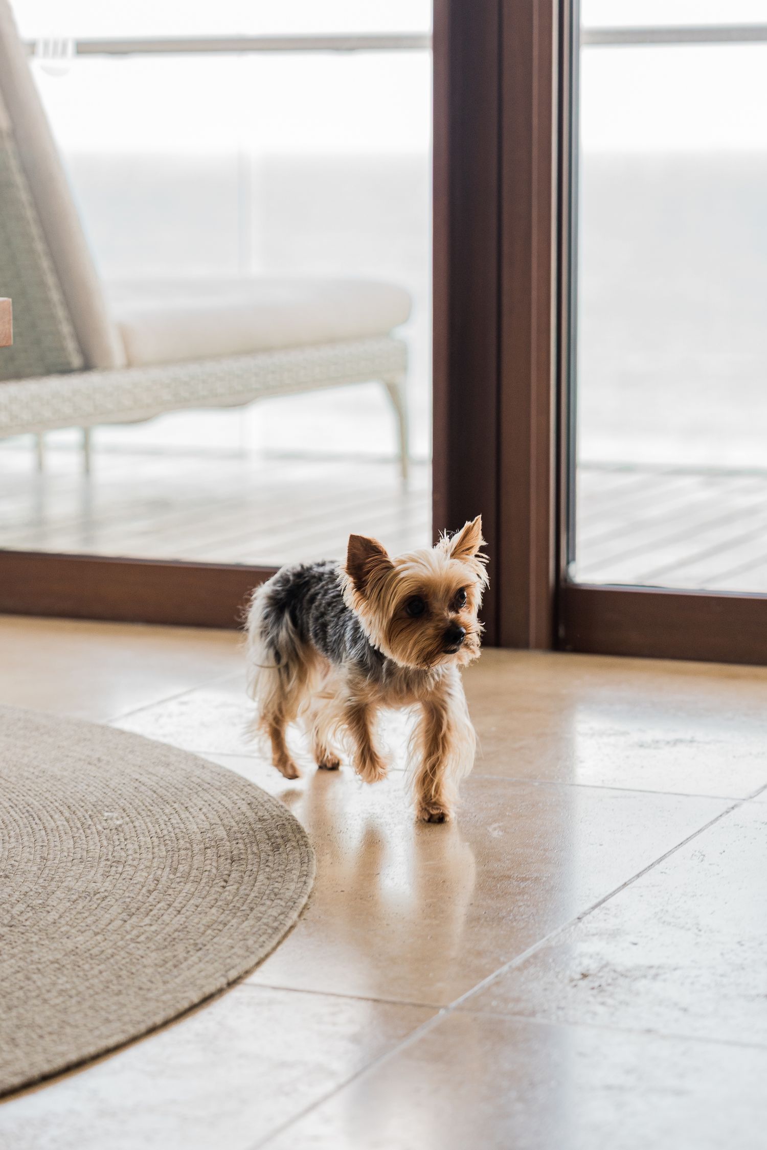 A small Yorkshire Terrier dog standing on light tile floor near glass doors in a modern bright living room.