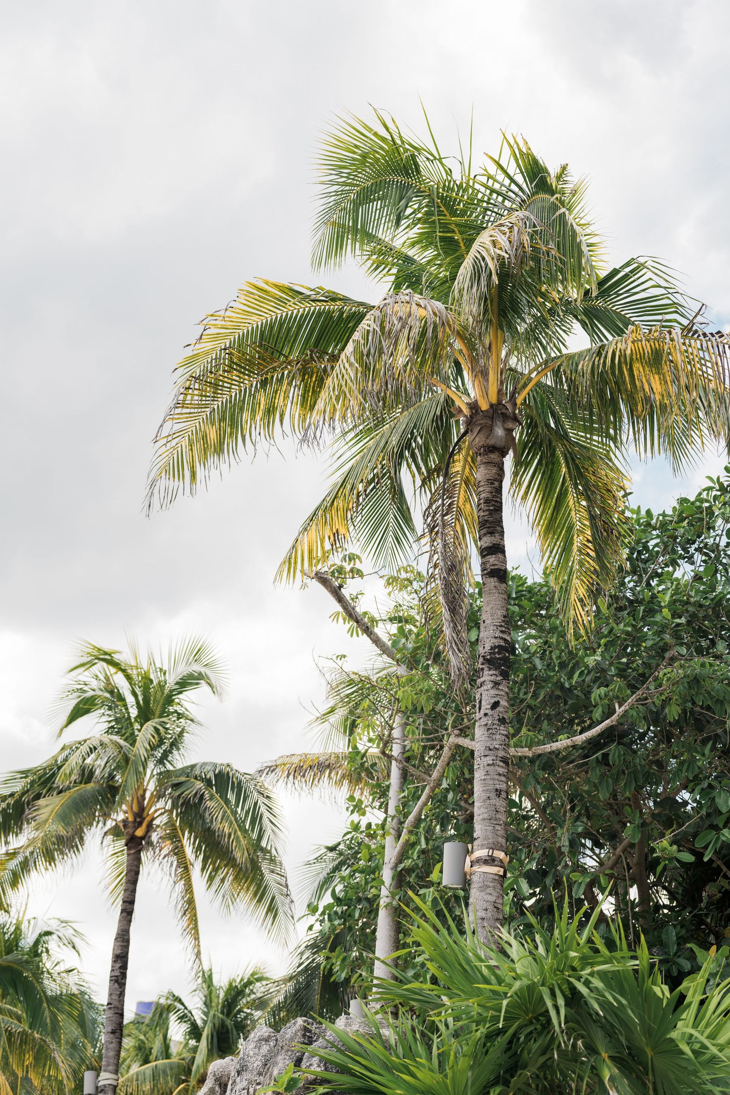 Xcaret Arte Wedding - Tall coconut palm trees with lush green fronds sway against a cloudy sky in a tropical setting.