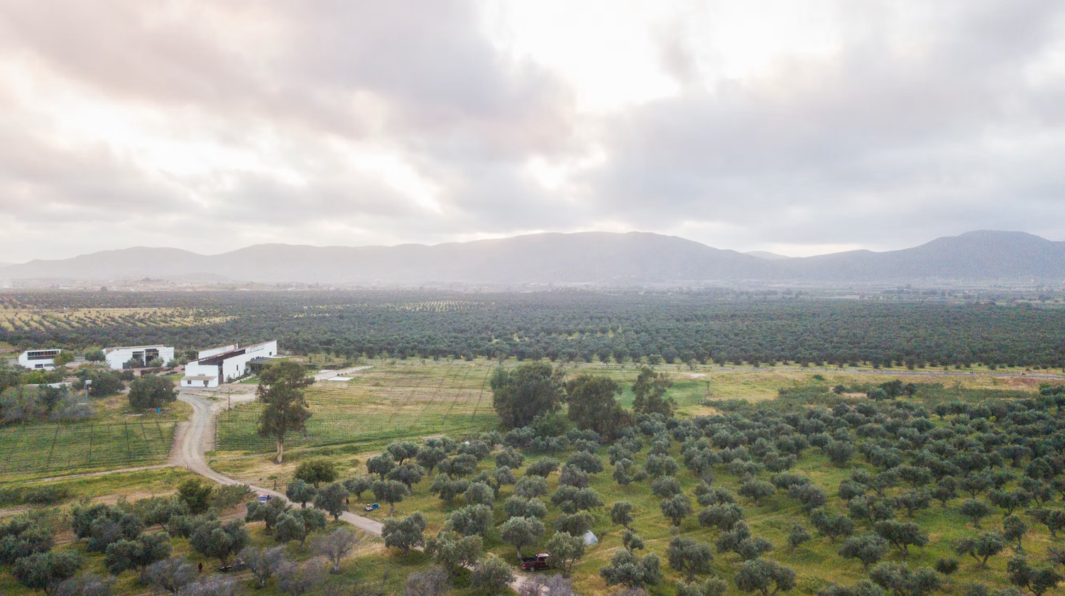 valle de Guadalupe wedding venues - Almanza