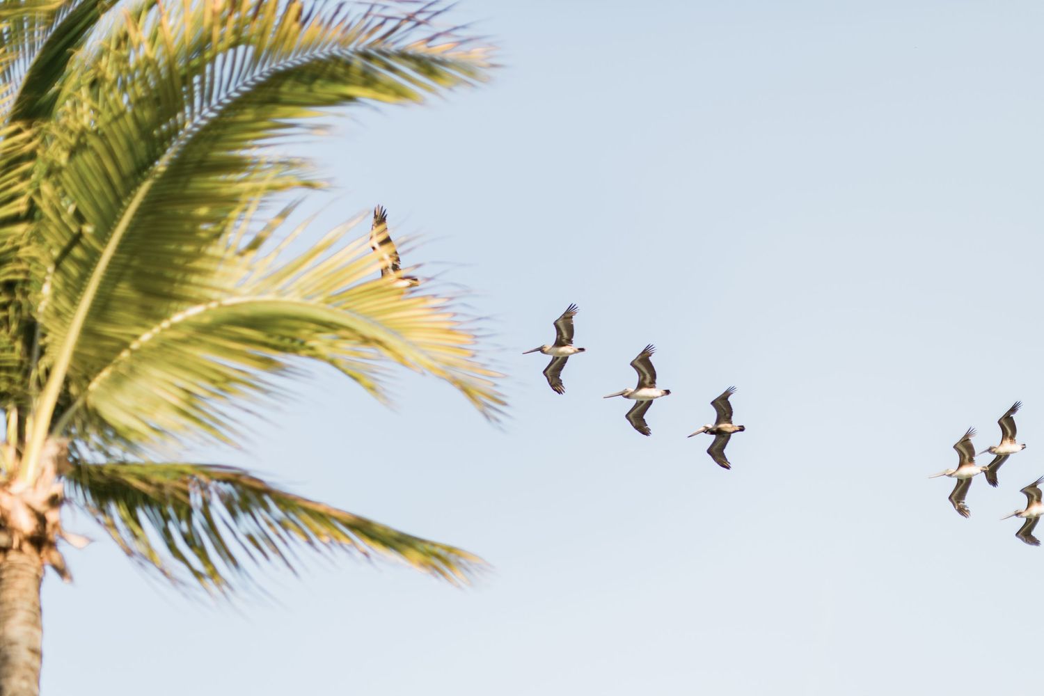 A flock of pelicans flying in formation against a clear blue sky beside a tropical palm tree.