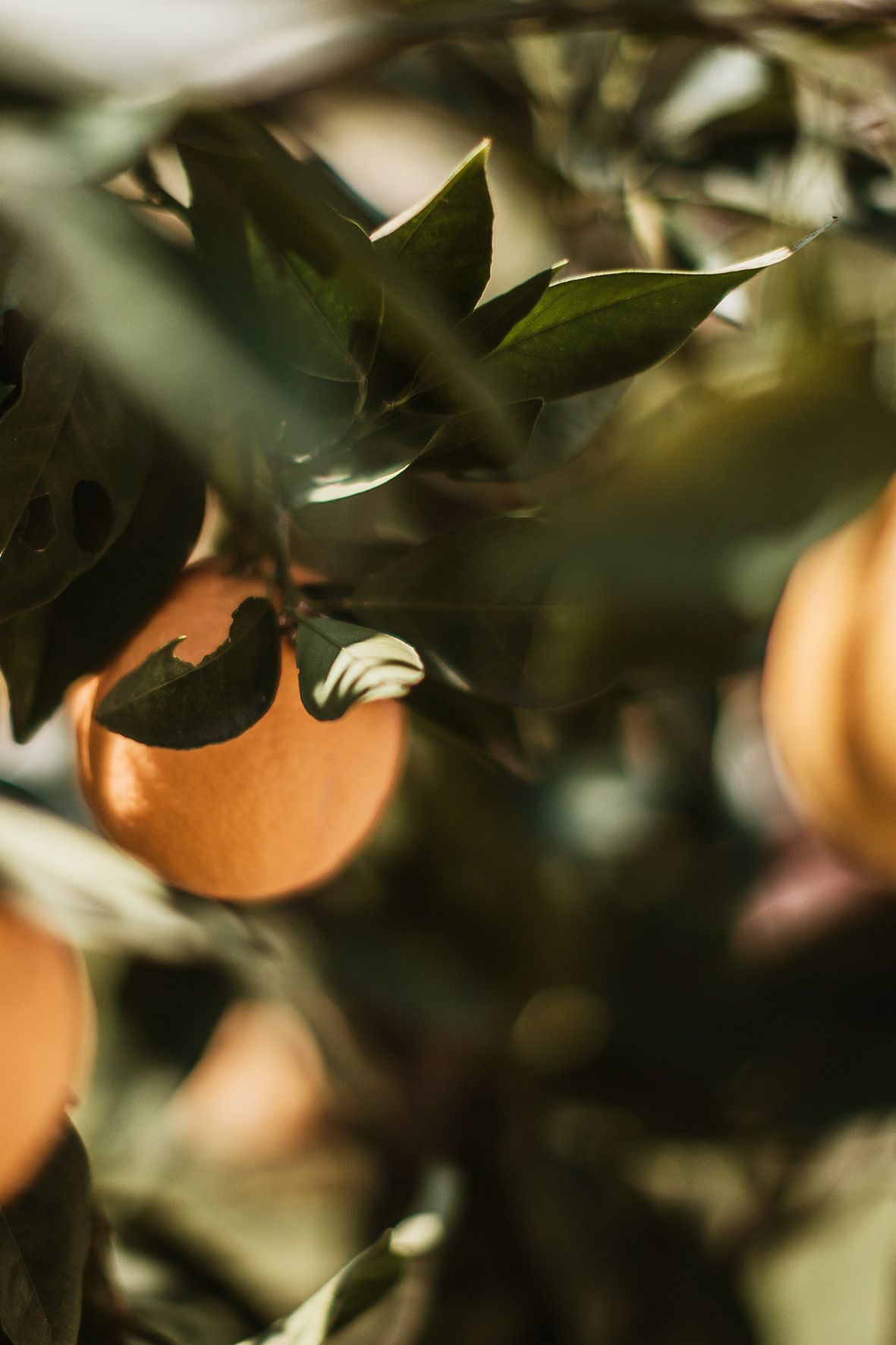 A close-up view of bright orange citrus fruits growing among dark green leaves in natural sunlight.