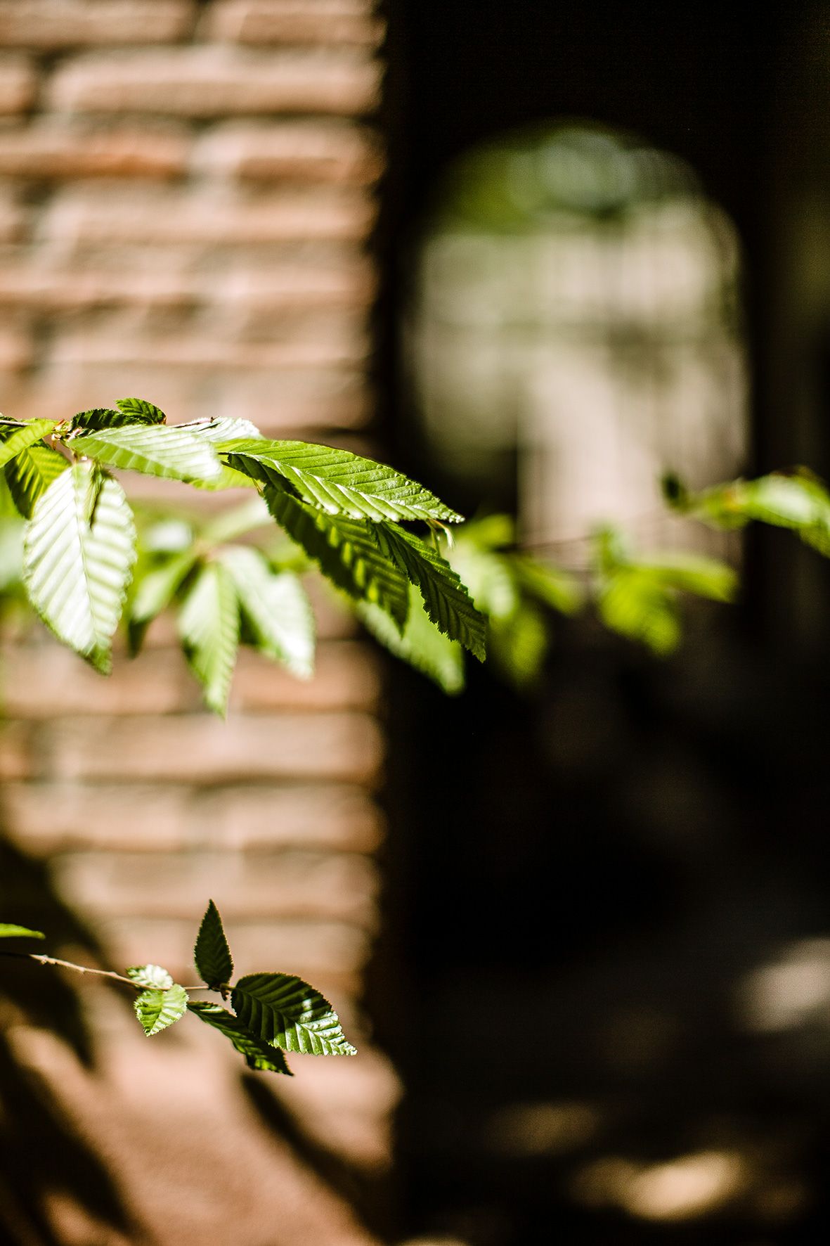 Fresh green leaves catching sunlight against a blurred brick wall background in shallow depth of field.