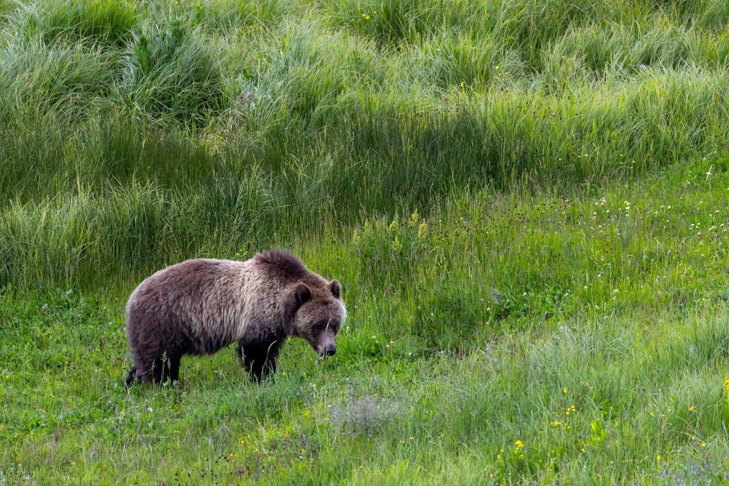 A large grizzly bear forages in a green meadow filled with wildflowers on a summer day.