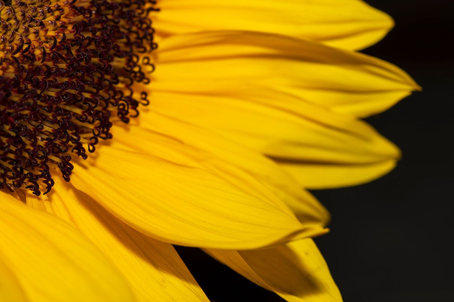 Close-up of a vibrant yellow sunflower with dark center against a black background.