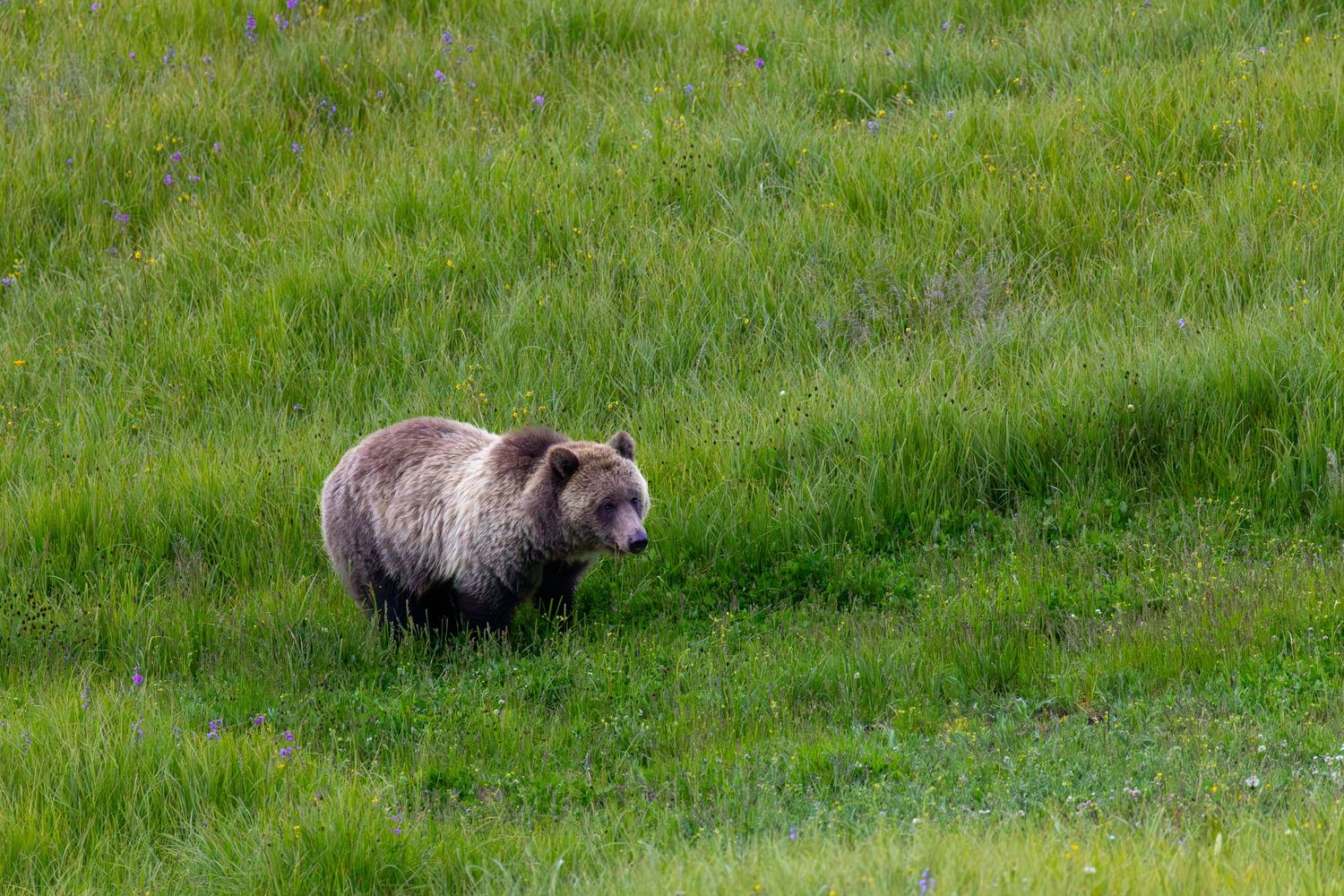 Brown bear foraging in verdant grassland habitat against natural landscape.