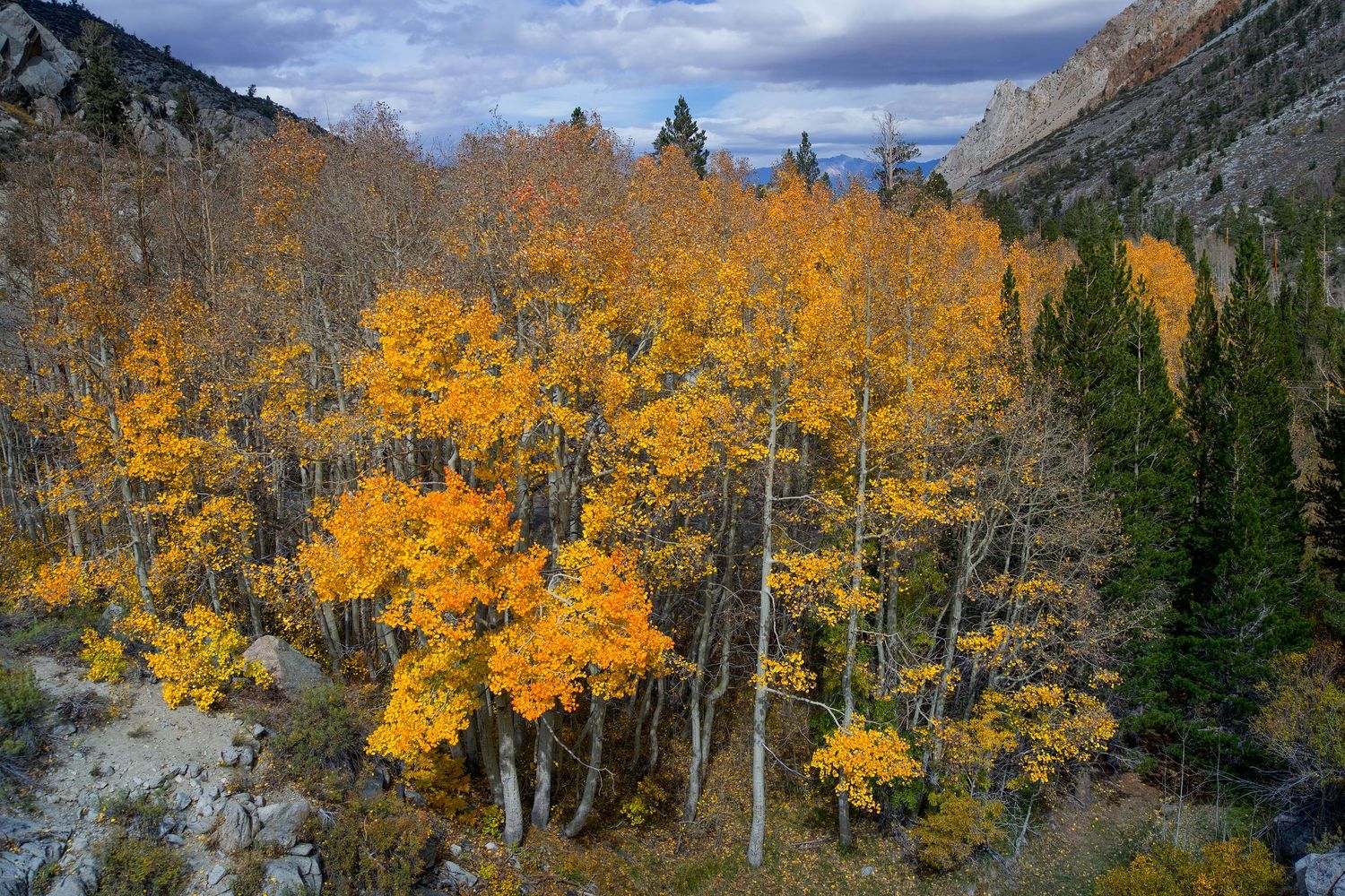 Vibrant golden aspen trees contrast against evergreen pines along a rocky mountain slope during autumn season.