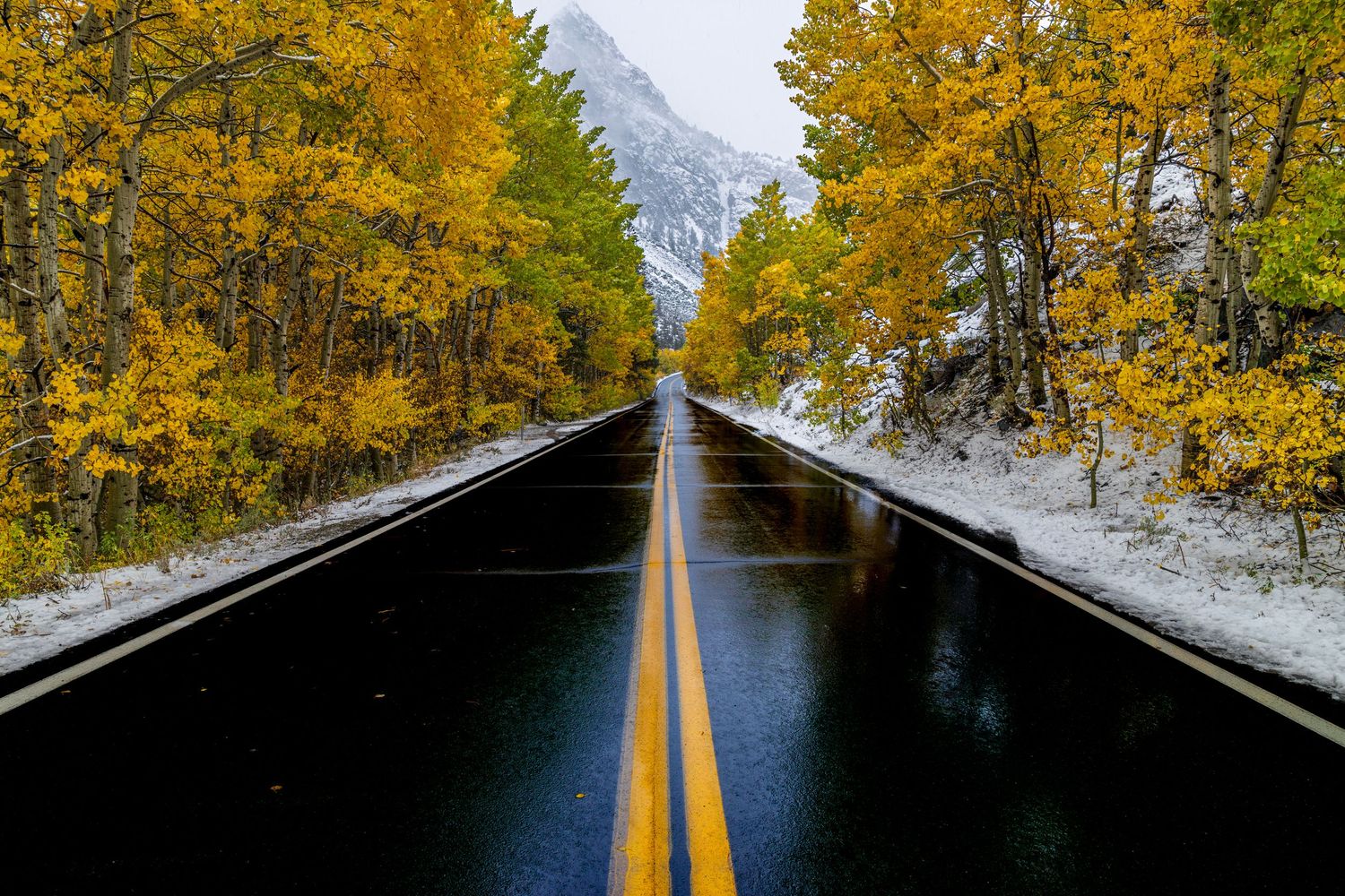 A wet mountain road stretches between golden autumn trees and snowy banks in a dramatic landscape.