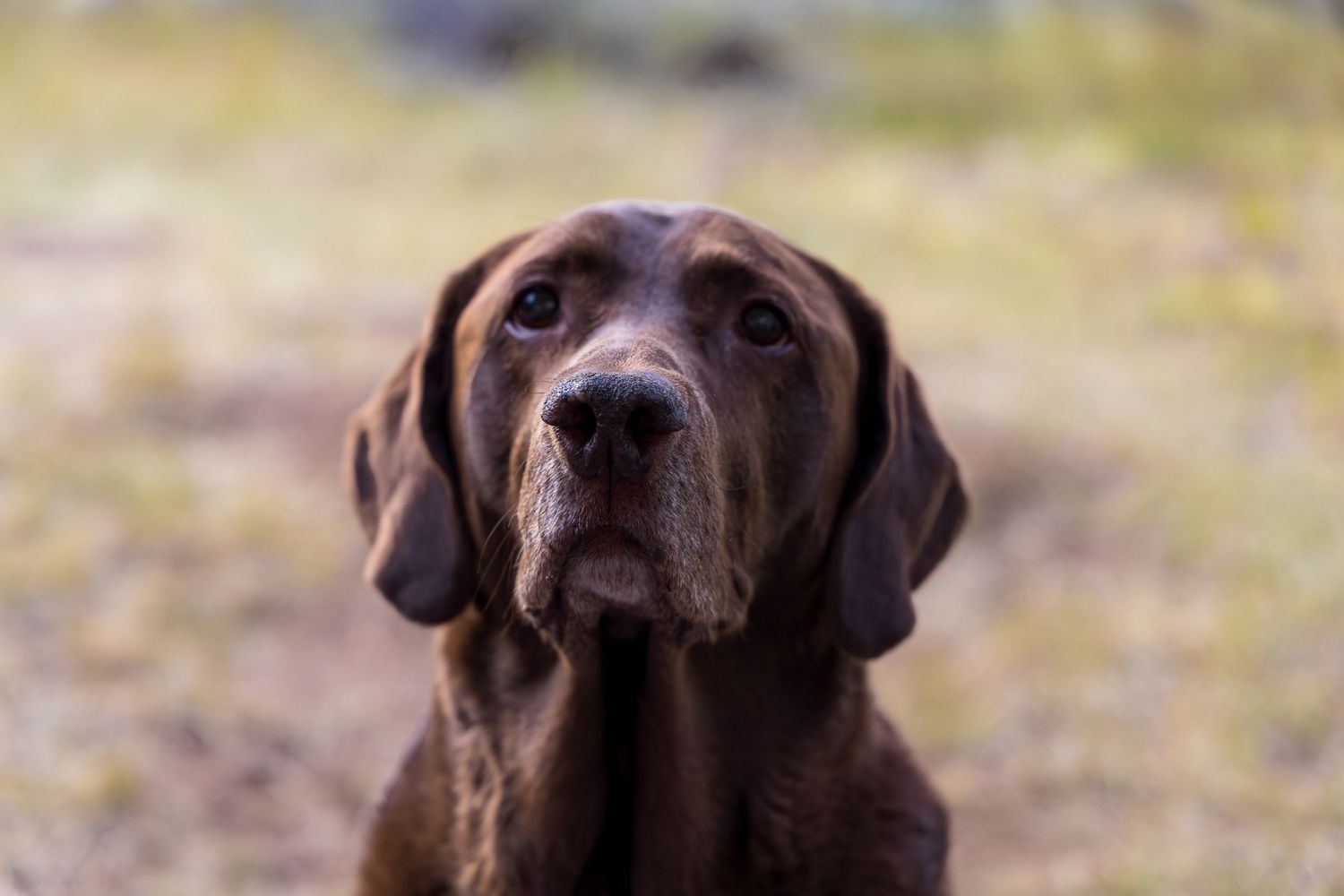 Four chocolate Labrador retrievers shot in close up profile view with natural blurred backgrounds.