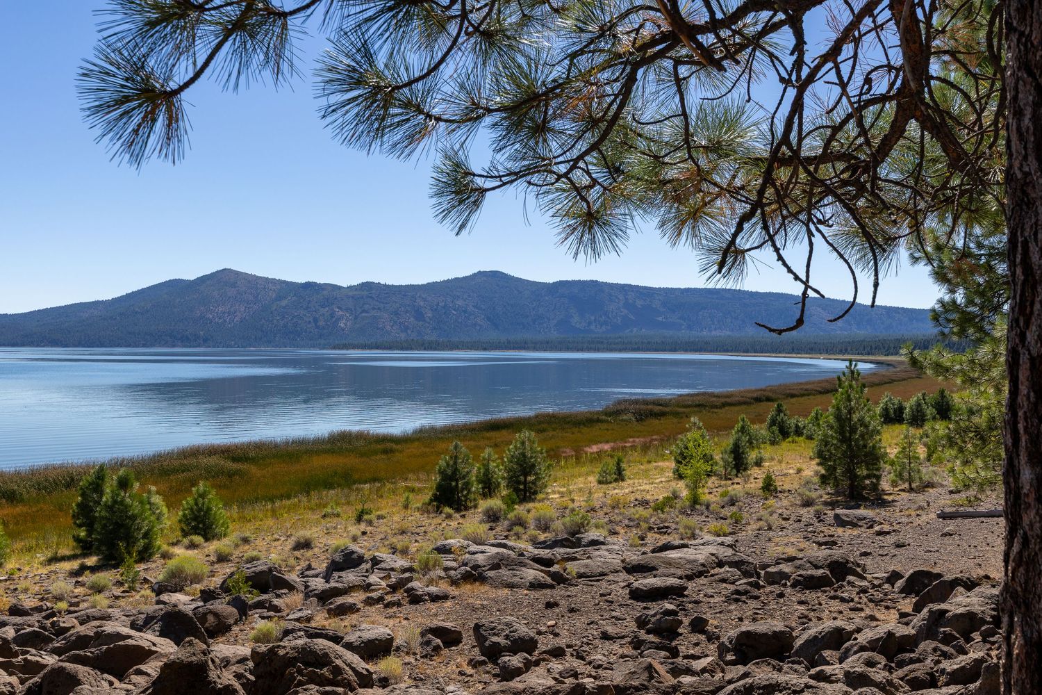 Pine trees frame a scenic mountain lake vista with rocky terrain in the foreground.