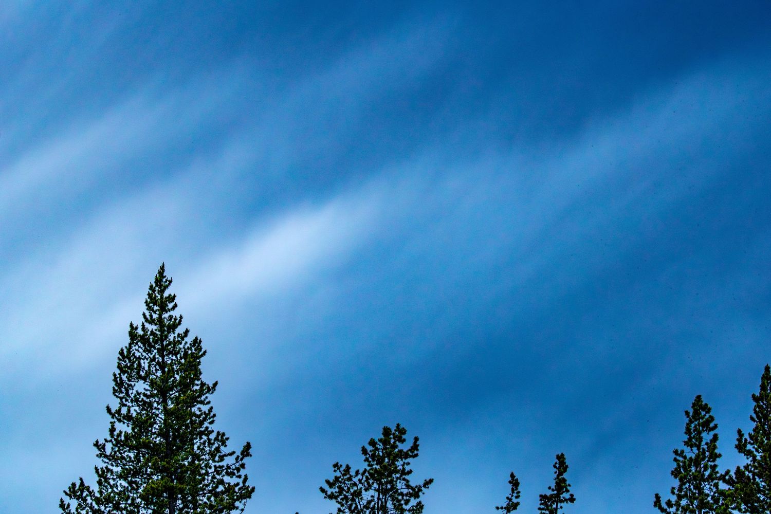 Silhouetted pine trees against a blue sky with streaking clouds at dusk.