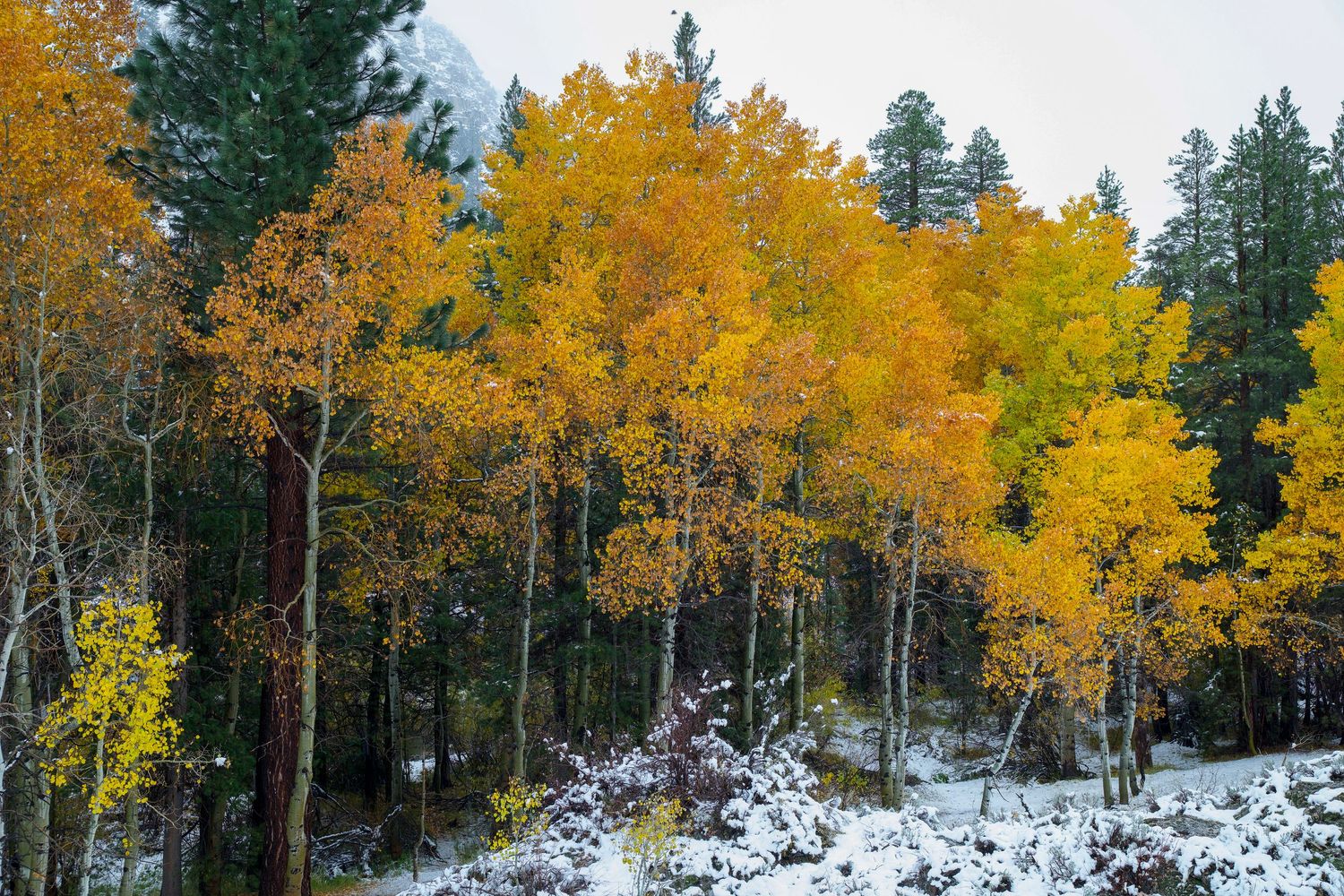 Golden aspen trees with yellow fall foliage contrast against fresh snow and evergreen forest in a mountain landscape.