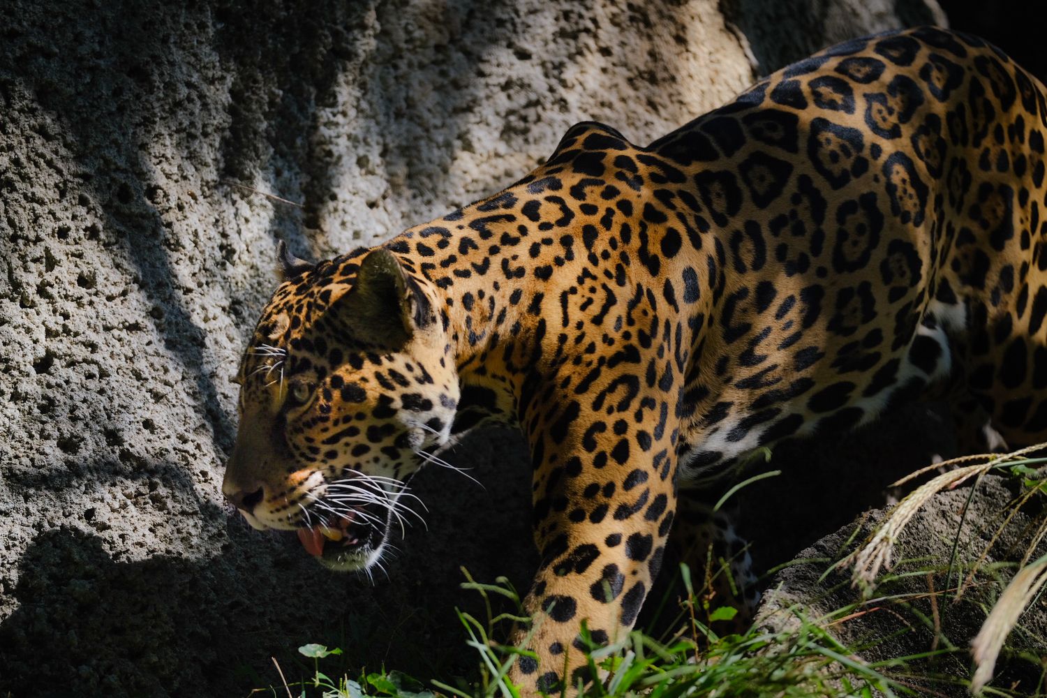 jaguar, Jacob Daniels Photo, Fort Worth Zoo, wildlife photography, Fujifilm, Fujifilm XF 50-140mm f2.8