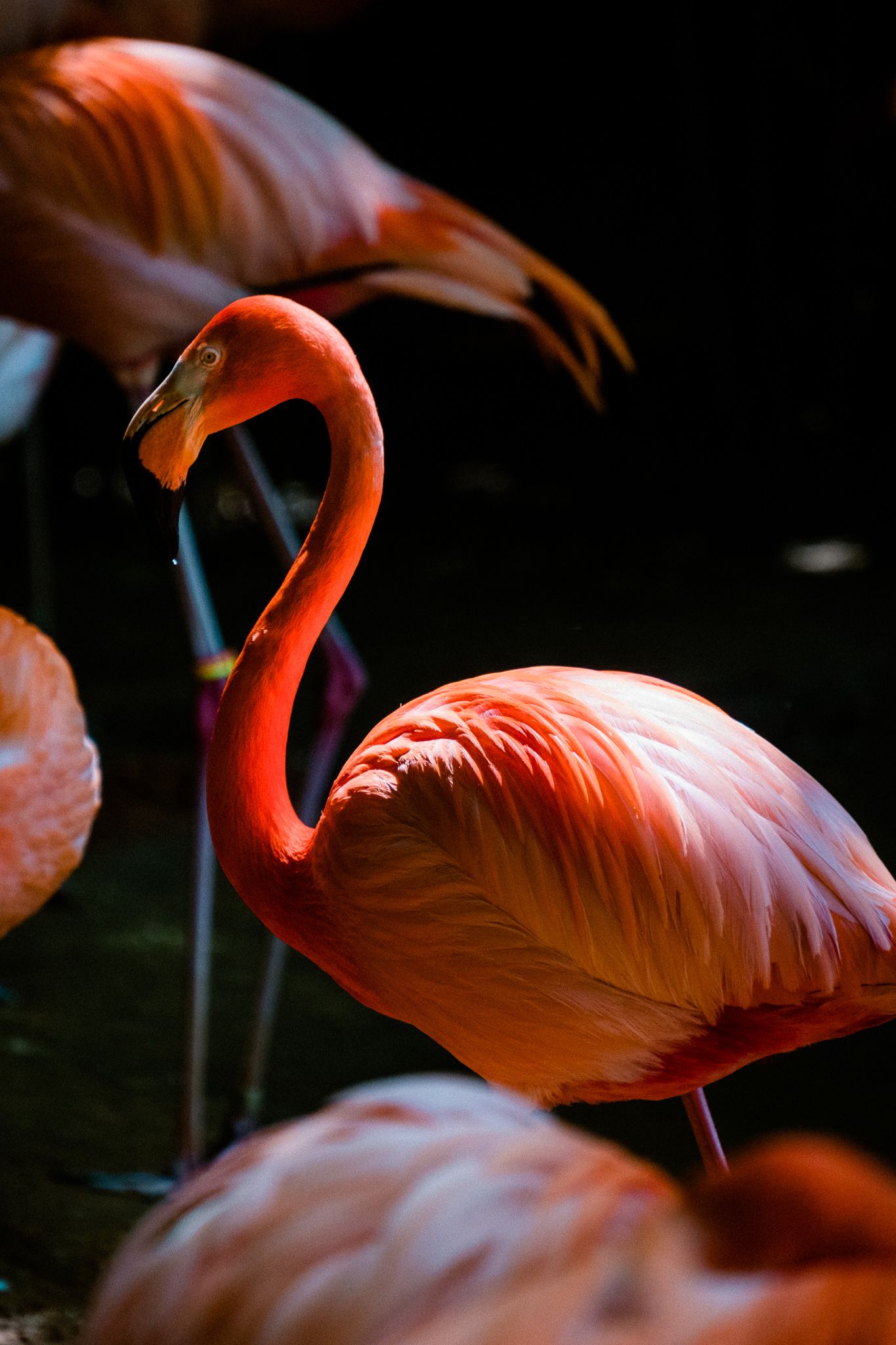 Flamingo, Fort Worth Zoo, Jacob Daniels Photo, Fujifilm, Dallas Texas Professional Photographer