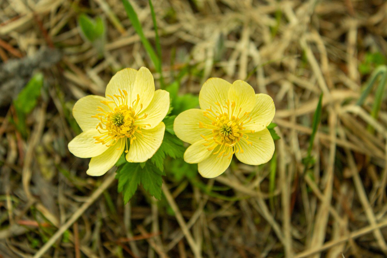 Colorado Flowers