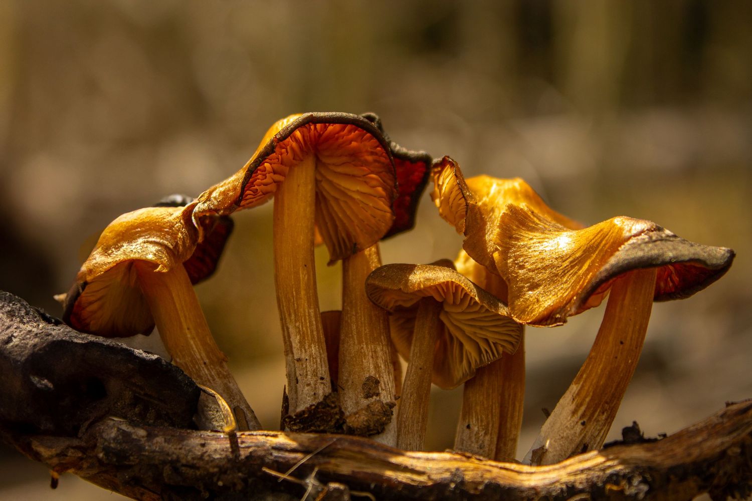 Colorado Mushrooms