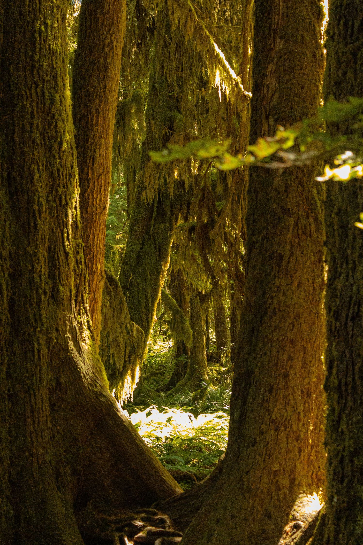 PNW Forest