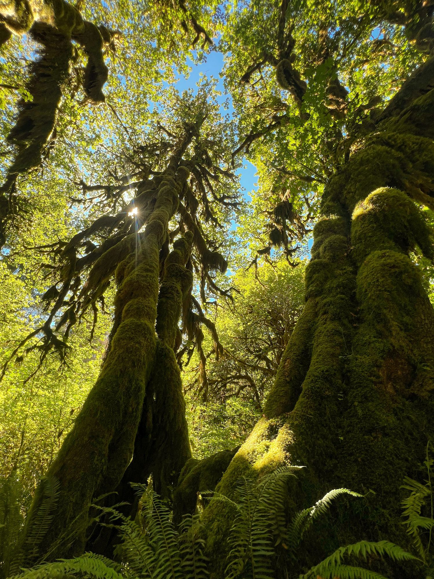 PNW Forest