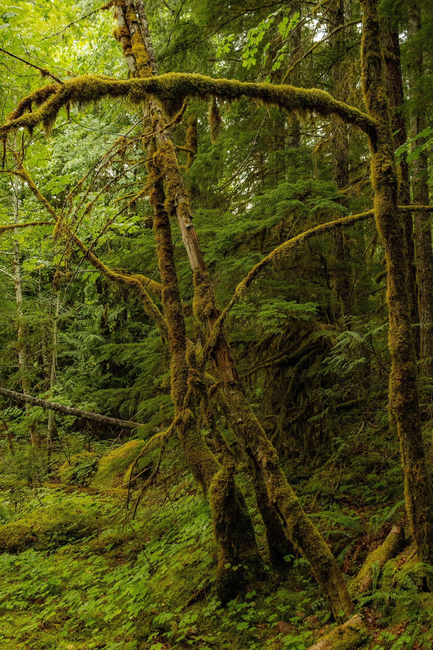 Mount Rainier National Park