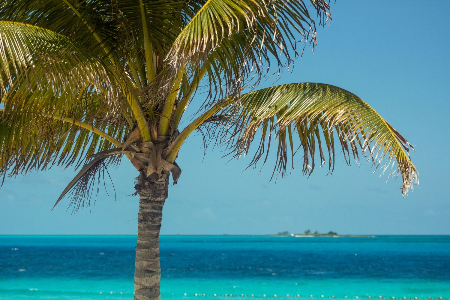 Palm Trees in Bahamas