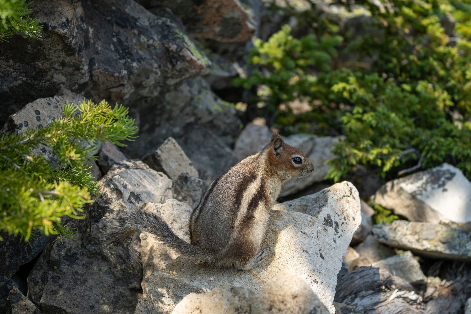 Yellowstone National Park