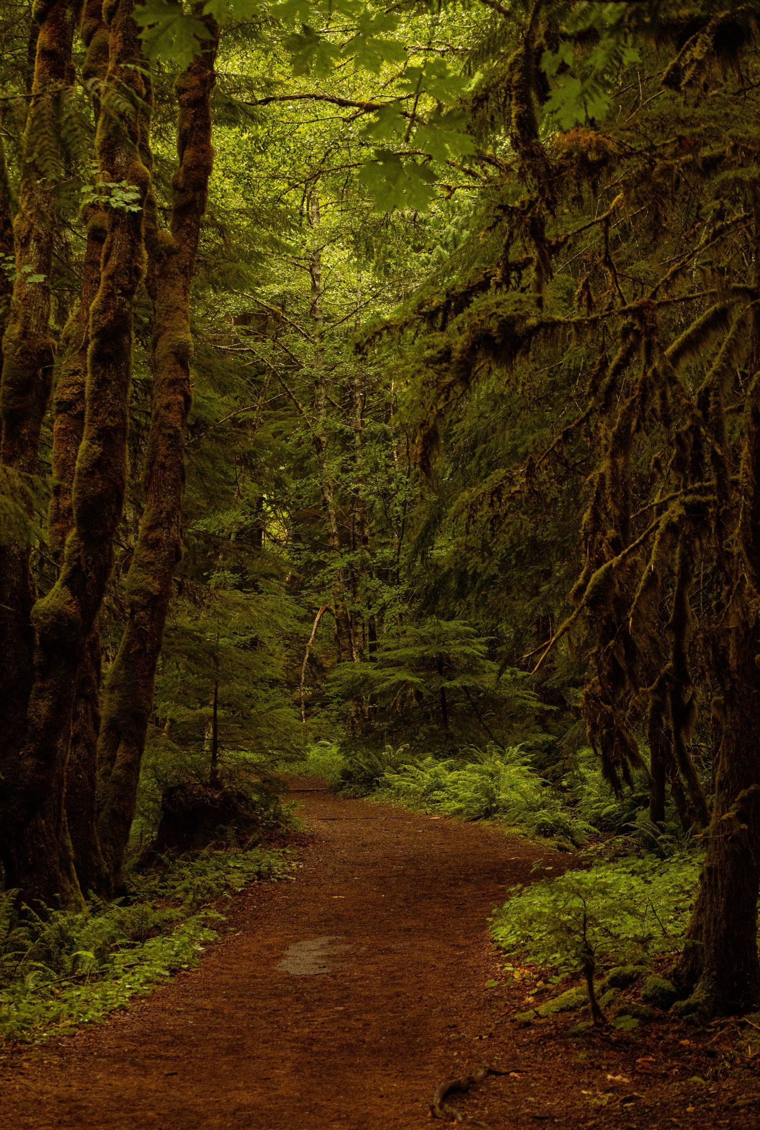 Mount Rainier National Park