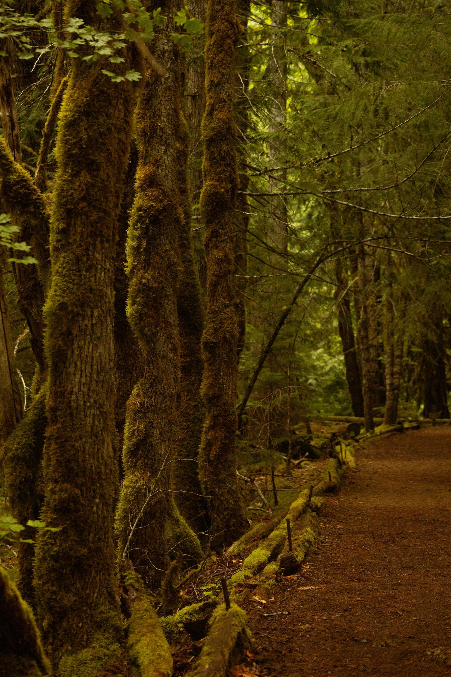 Mount Rainier National Park