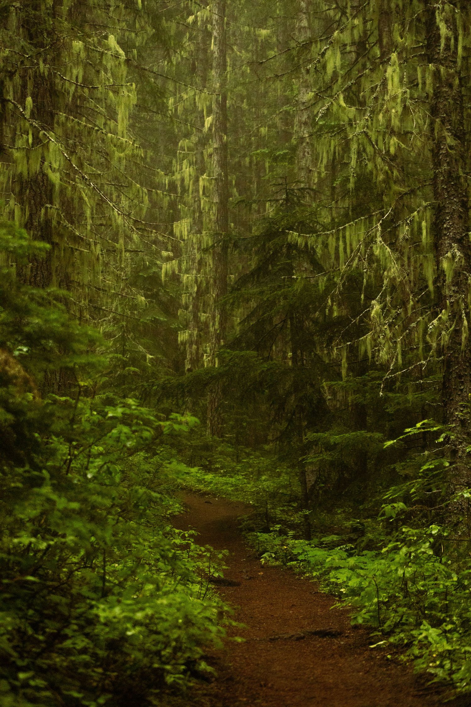 Mount Rainier National Park