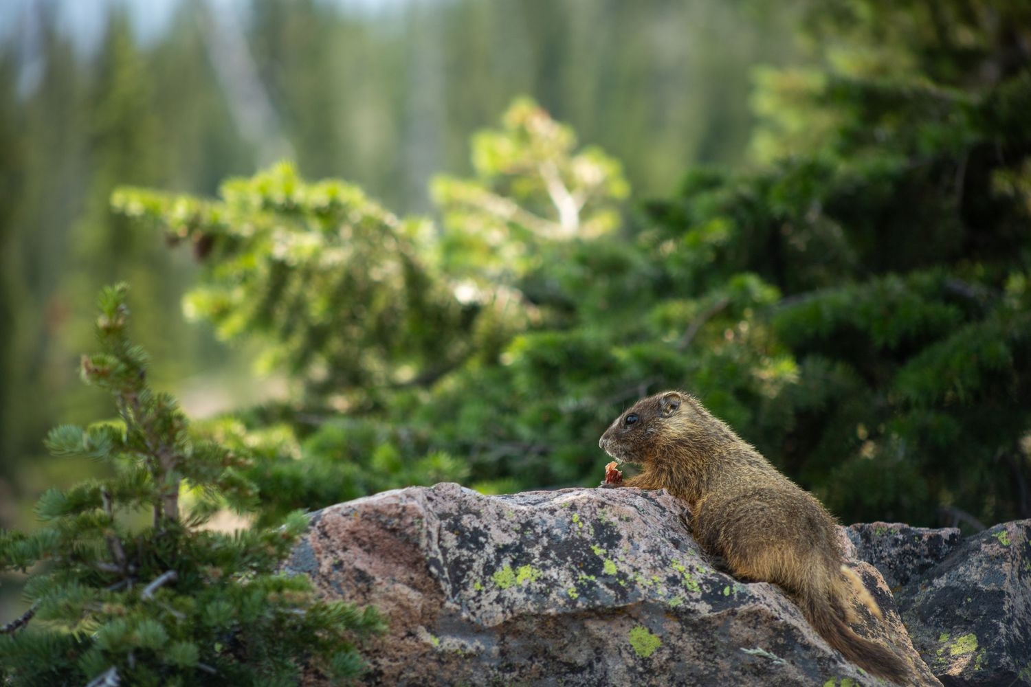 Yellowstone National Park