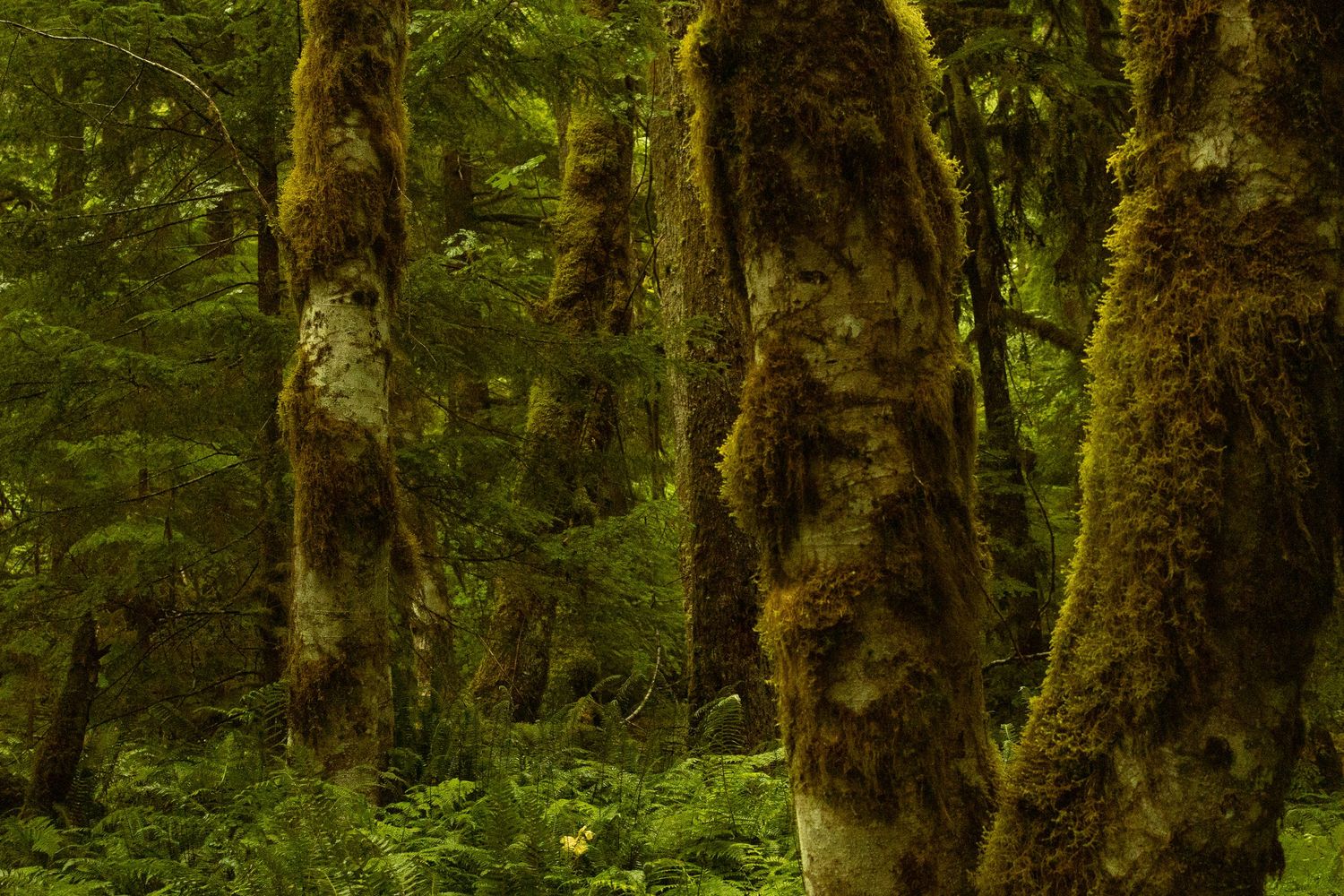 Mount Rainier National Park
