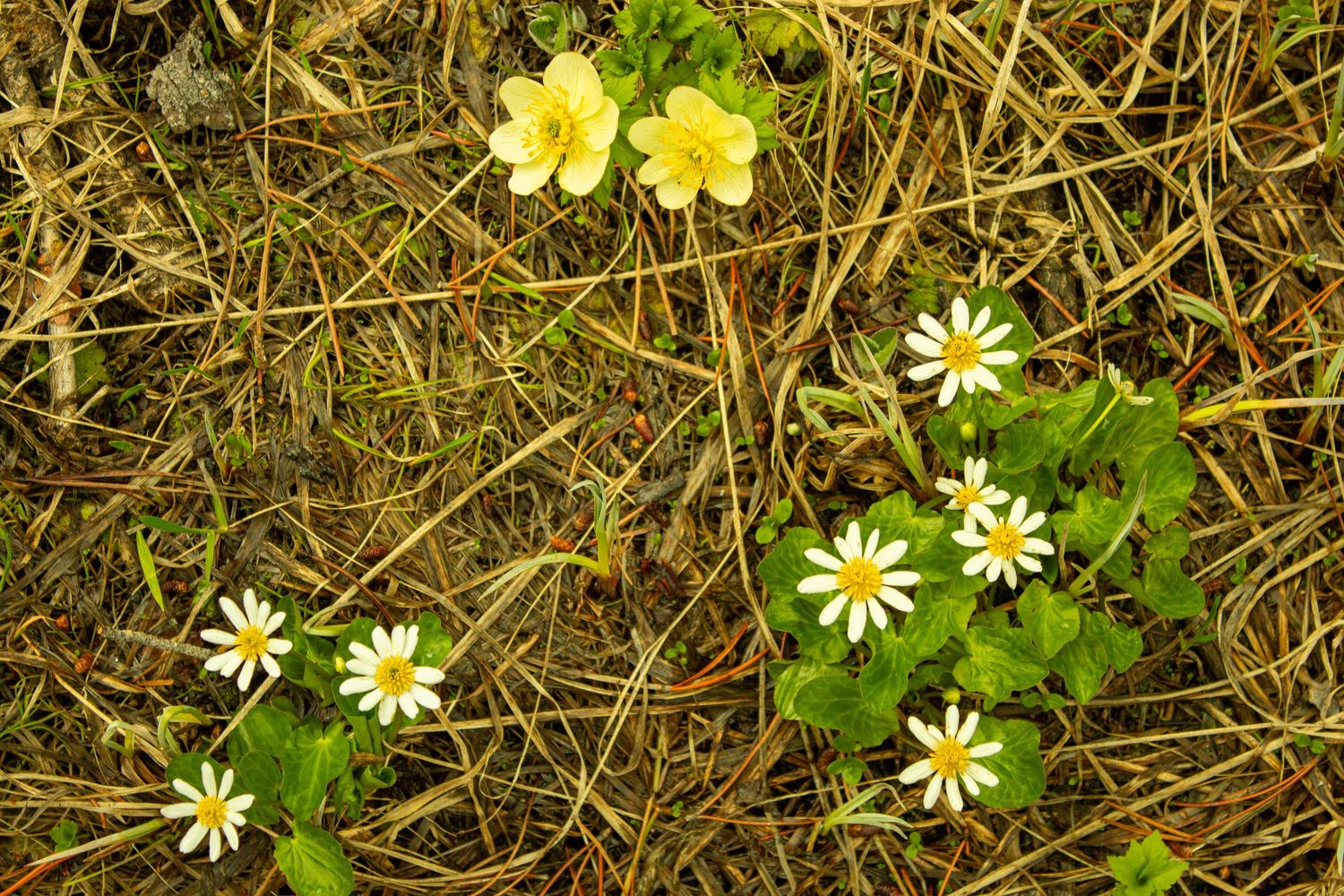 Colorado Flowers