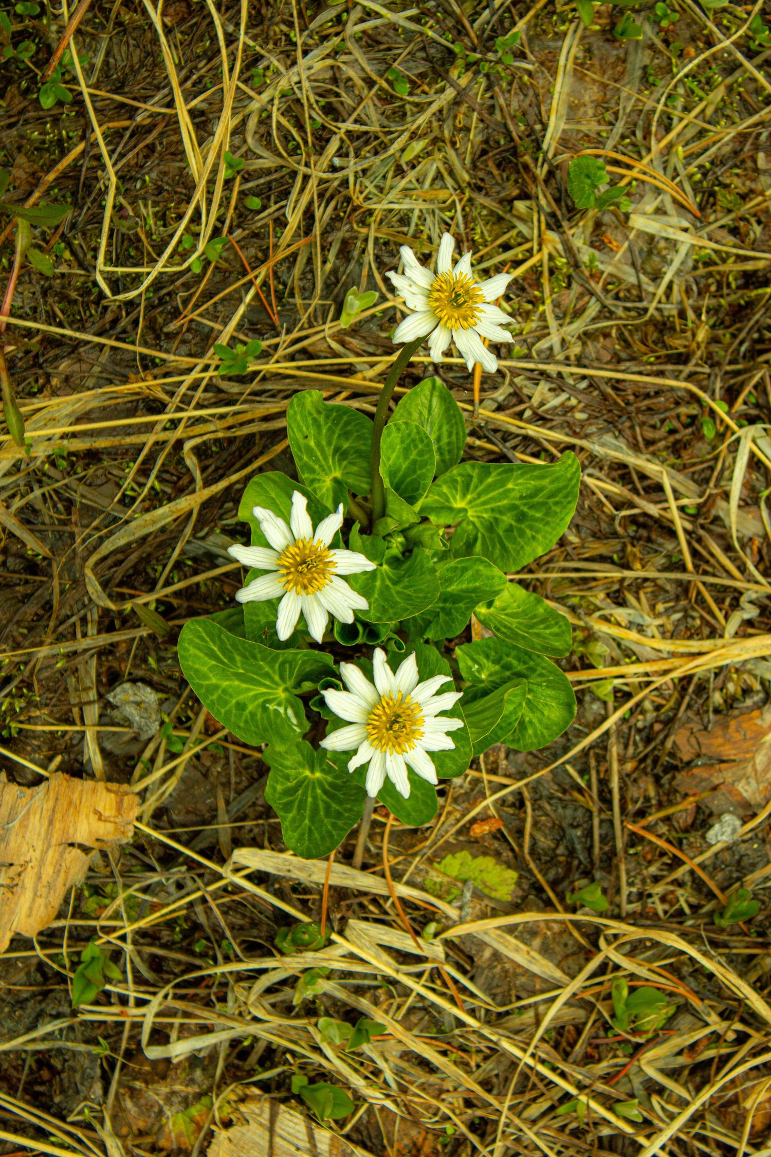 Colorado Flowers