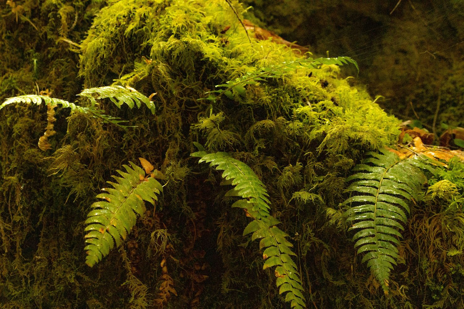 Mount Rainier National Park