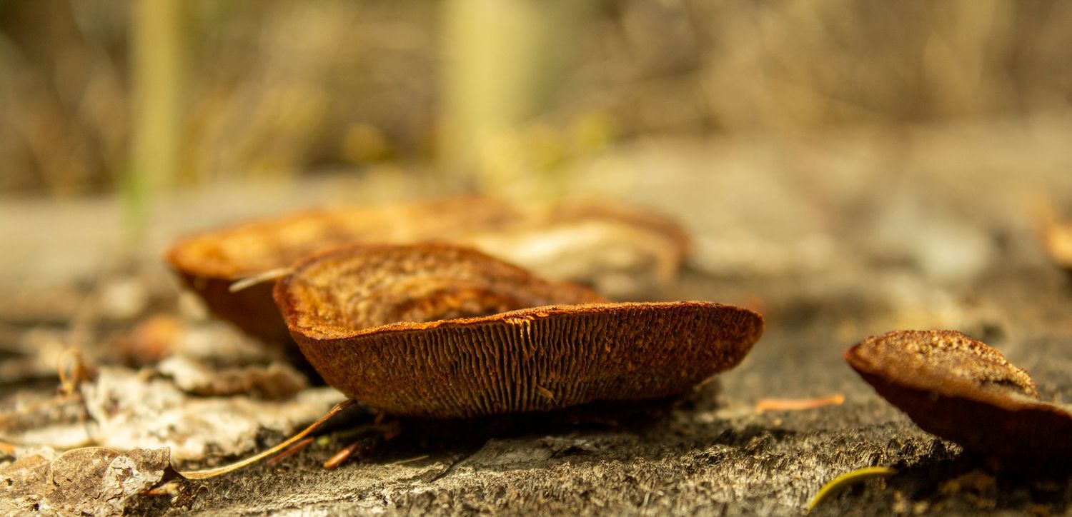 Colorado Mushrooms