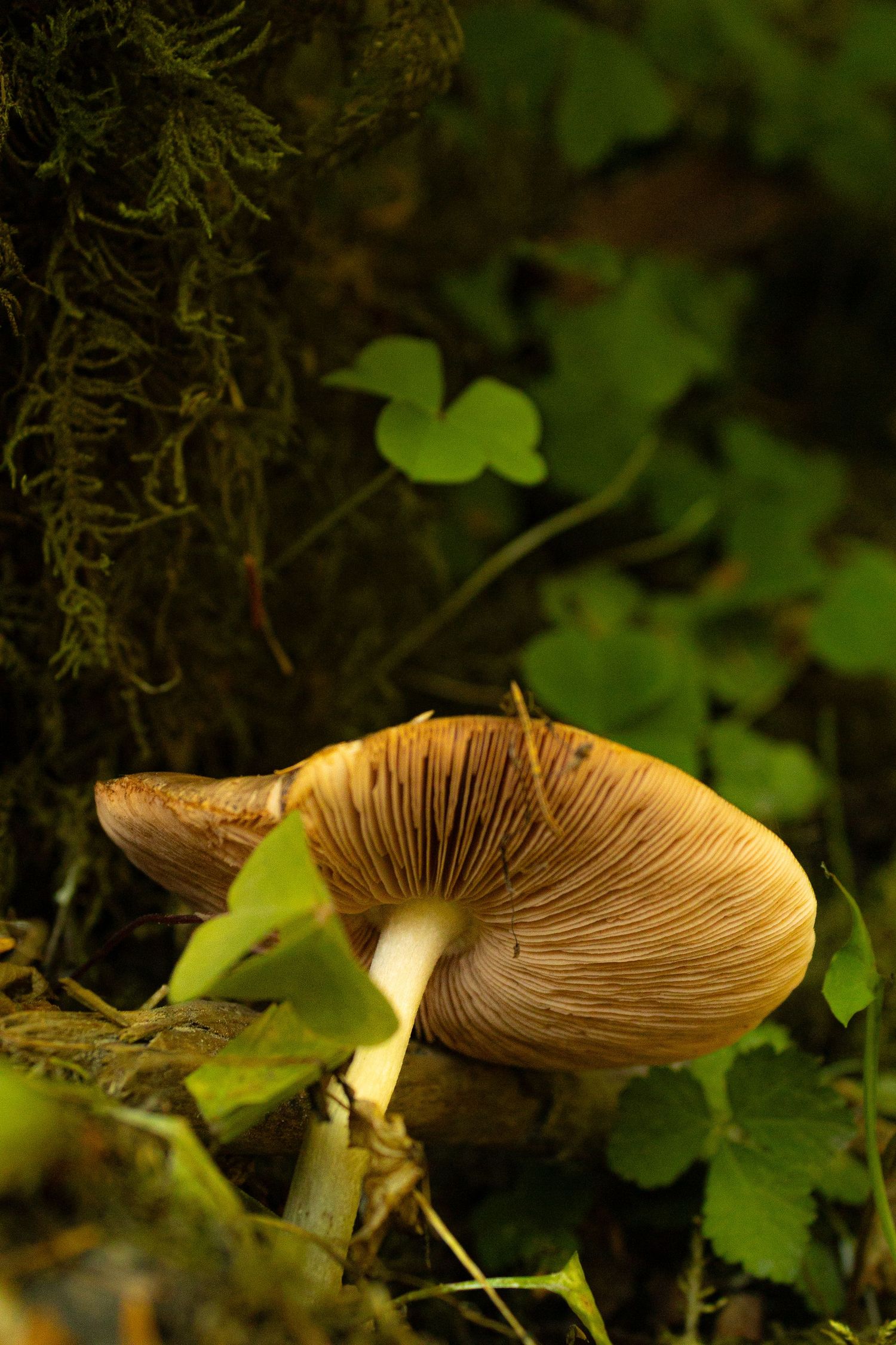 PNW Forest