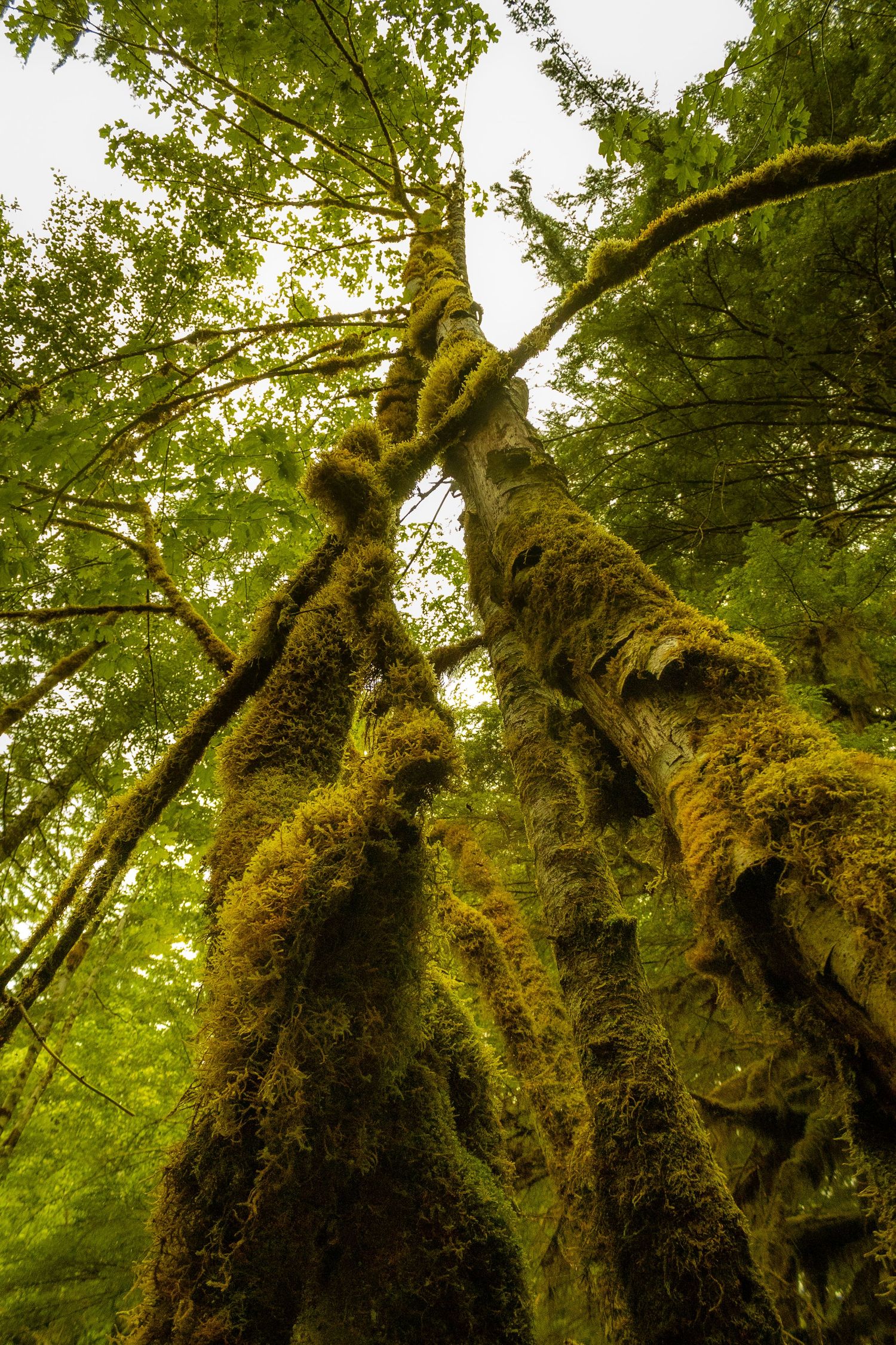Mount Rainier National Park
