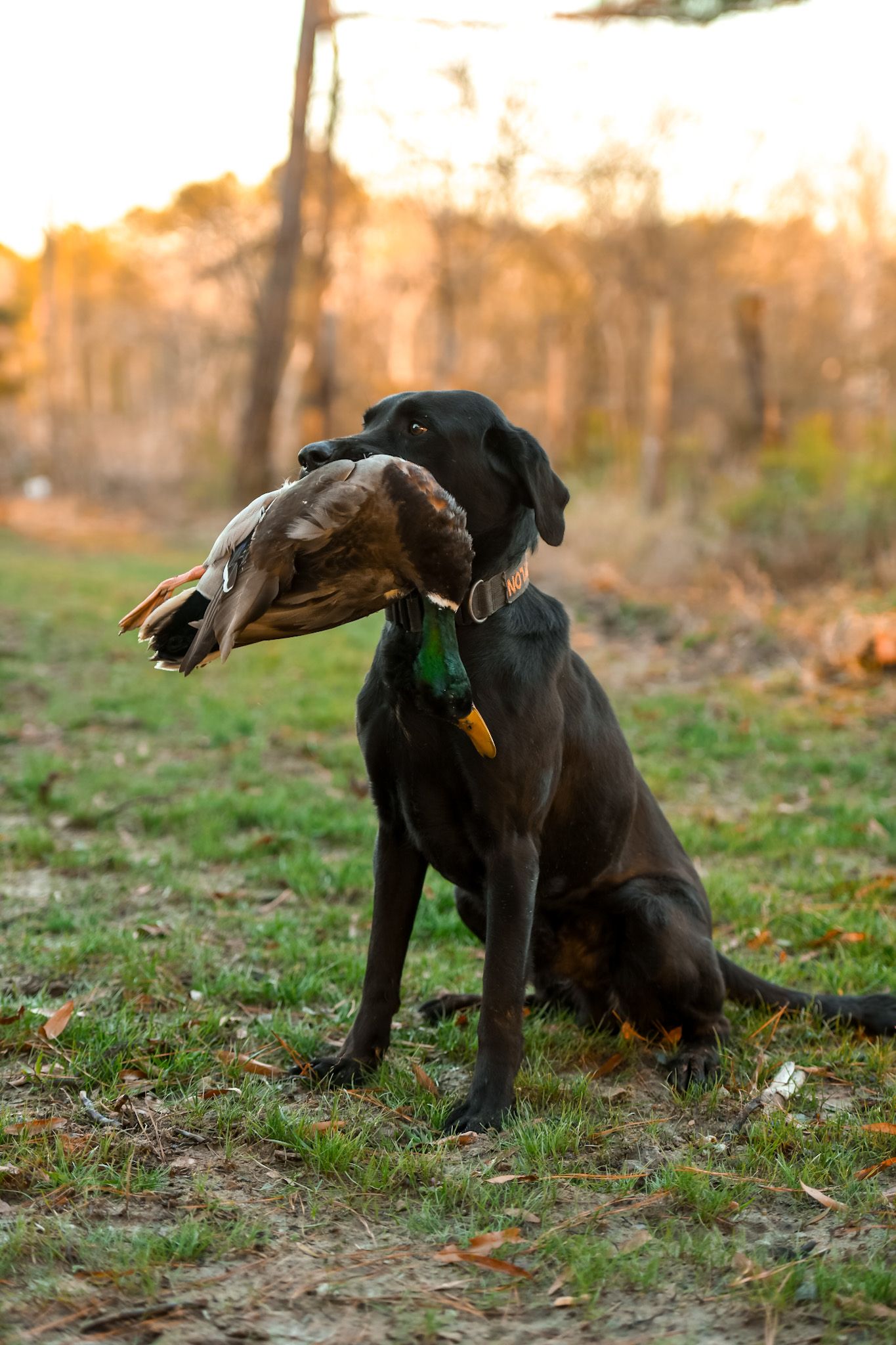 Portfolio Photo of Grit and Grace Photography NC