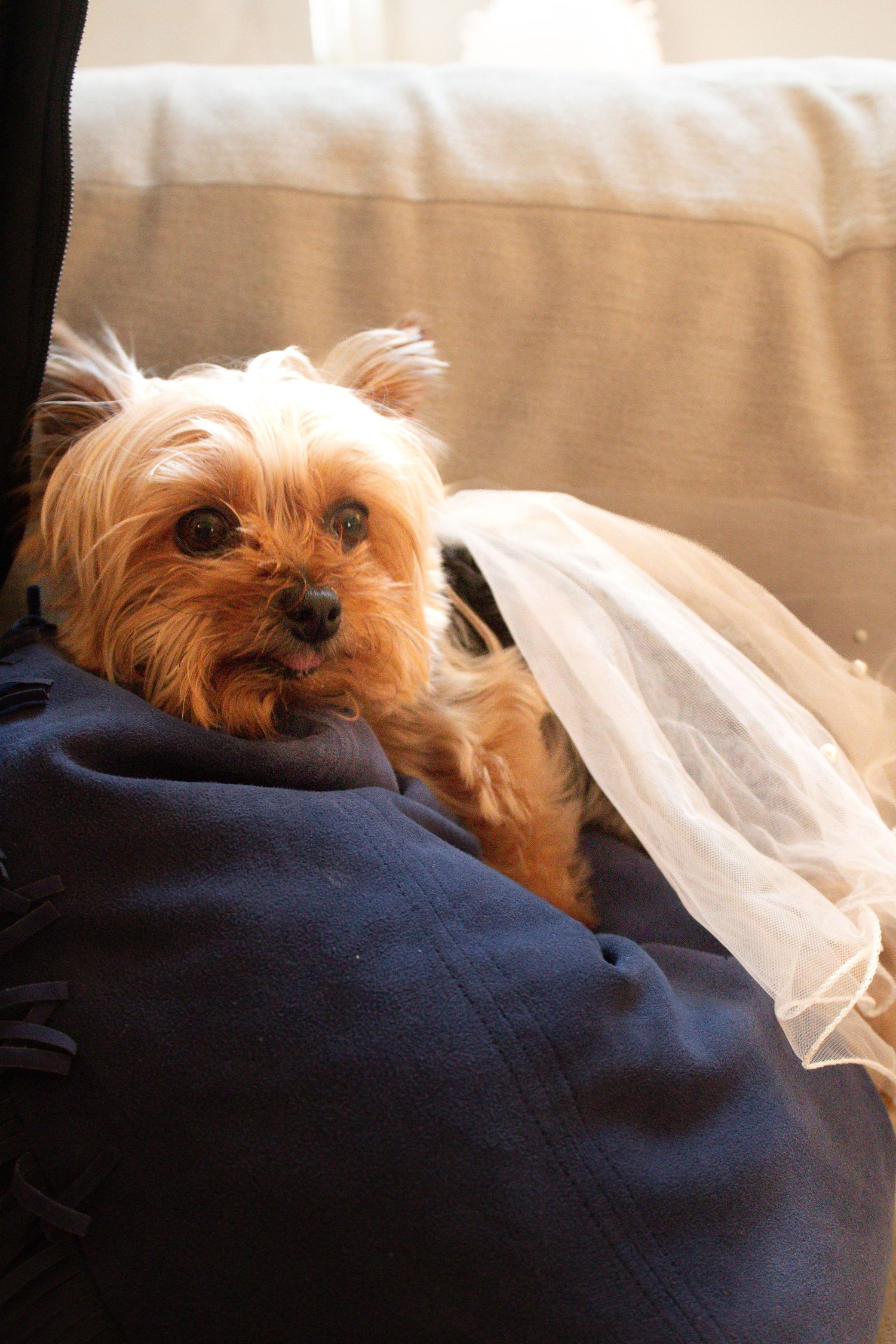 A small Yorkshire Terrier dog lounges on a navy blue cushion wearing a white tutu in warm lighting.