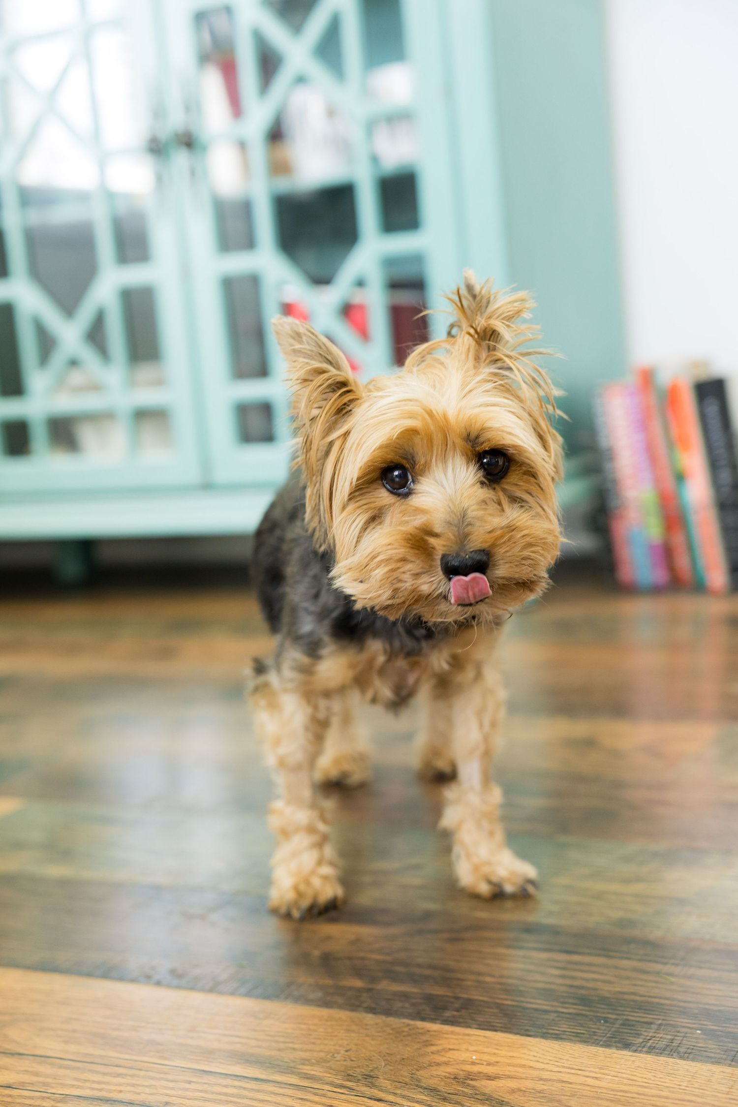Small Yorkshire Terrier puppy with scruffy fur standing on hardwood floor with teal cabinets in background.