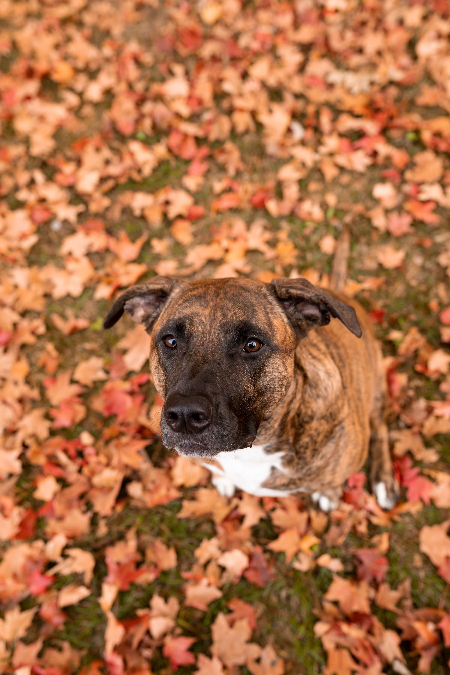 A brindle dog with a white chest sits on fallen autumn leaves looking up at the camera.