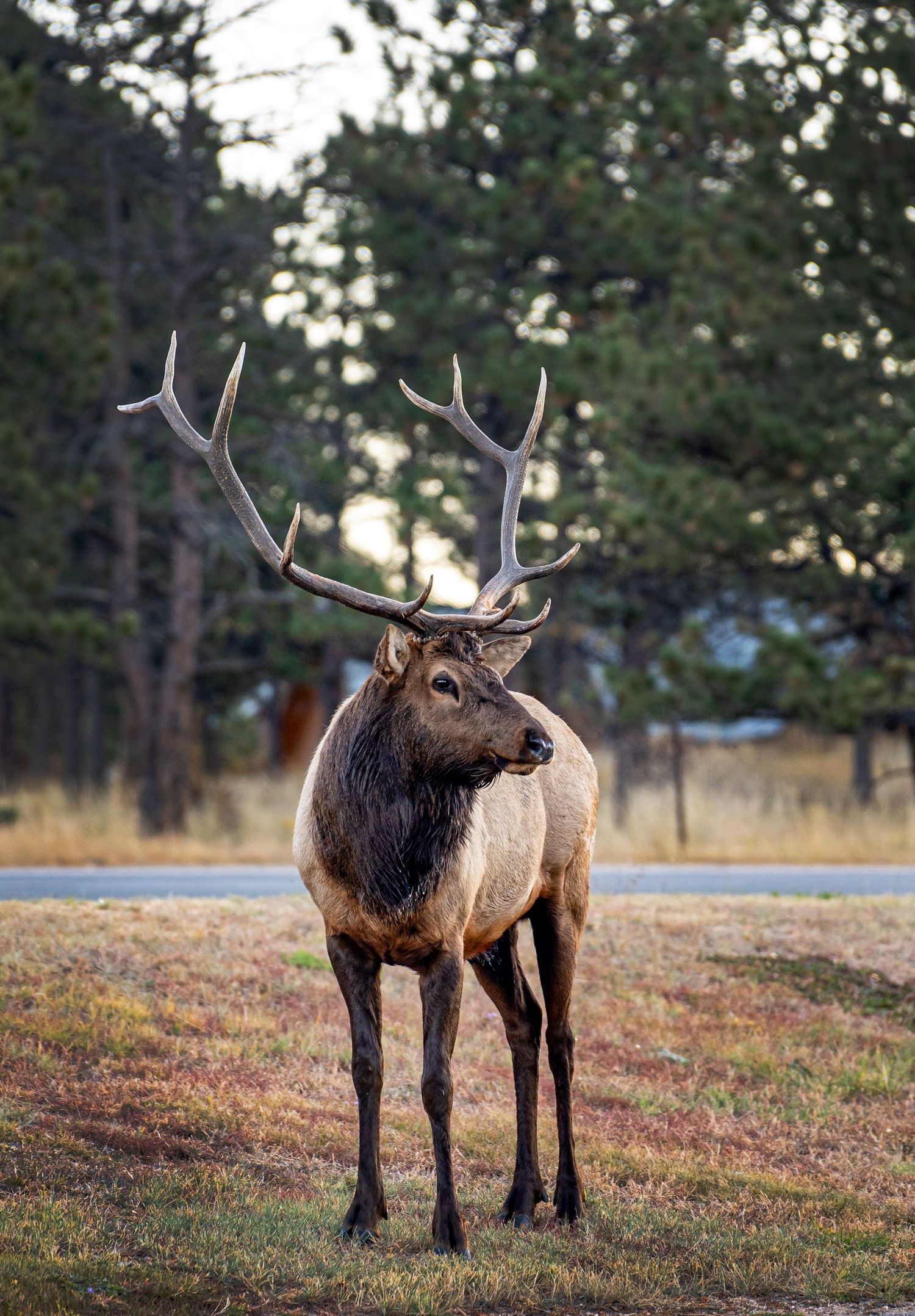 Majestic bull elk with large antlers standing in a grassy meadow near a road and pine trees.
