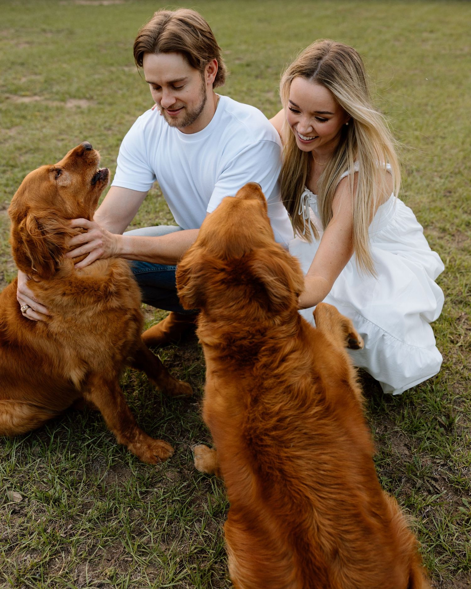 Smiling engaged couple petting two golden retriever dogs together on a grassy outdoor lawn.