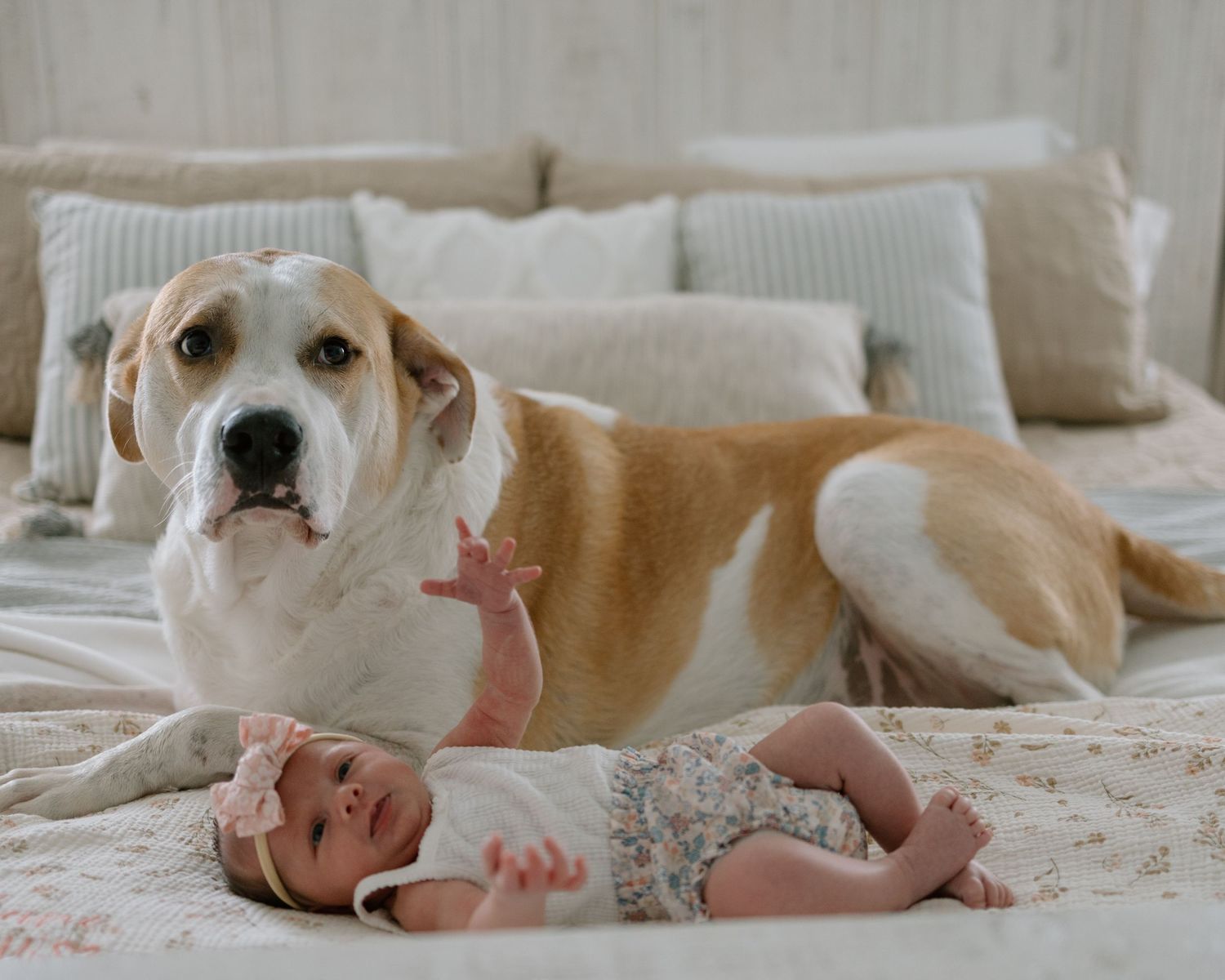 A gentle tan and white dog lies protectively next to a baby on a cozy bed with neutral colored pillows.