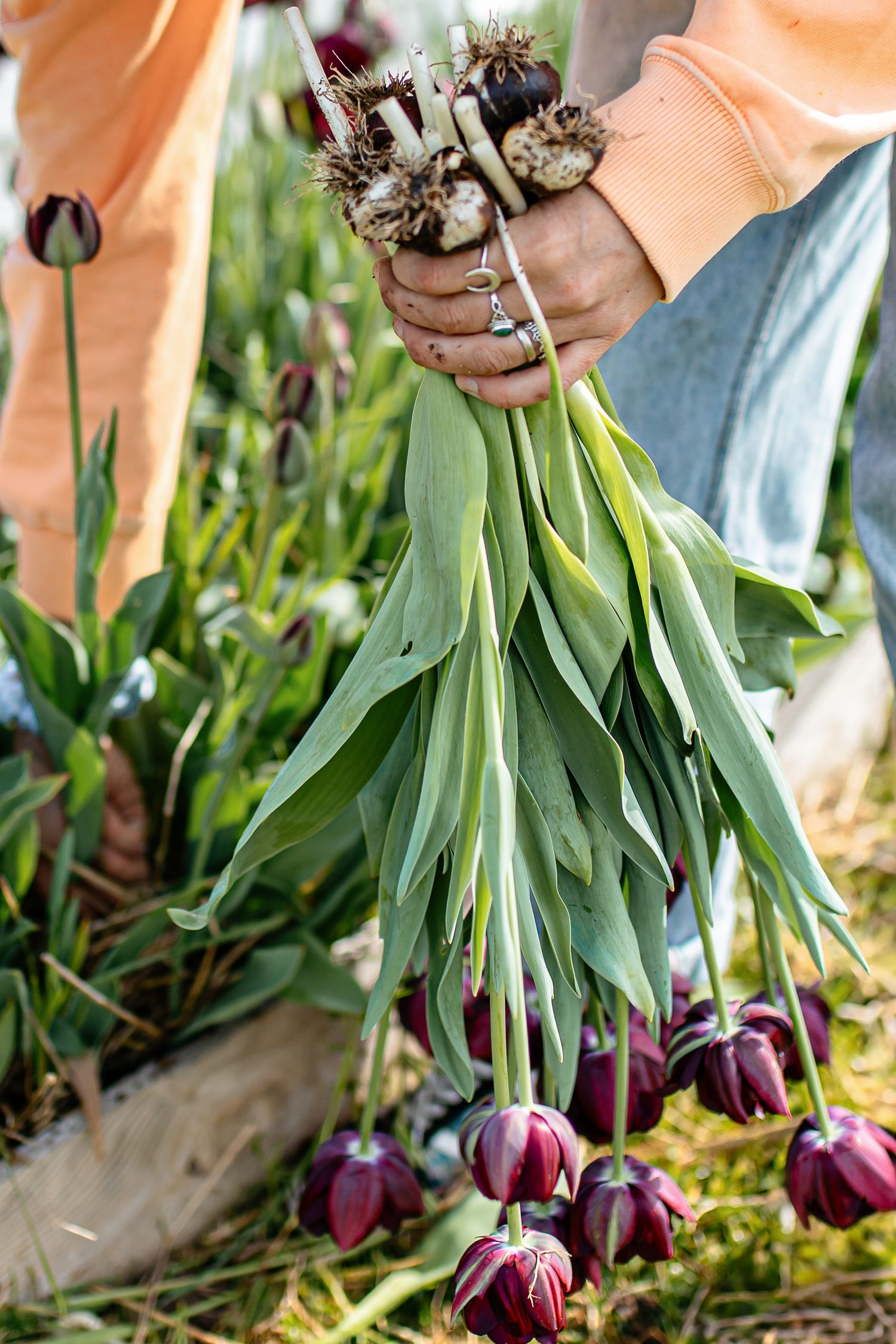 Floricultrice en pleine activité dans sa serre, travail artisanal des fleurs