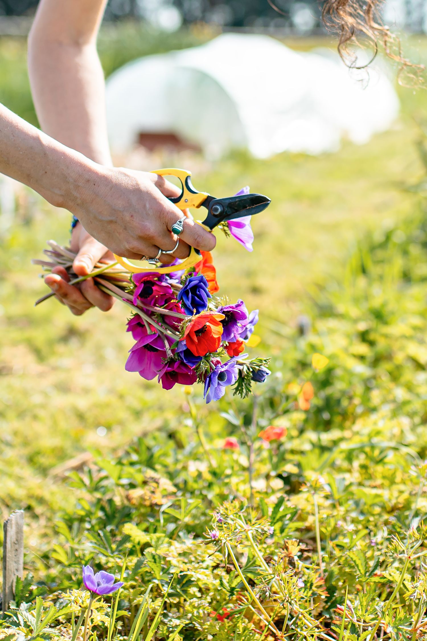 Floricultrice en pleine activité dans sa serre, travail artisanal des fleurs