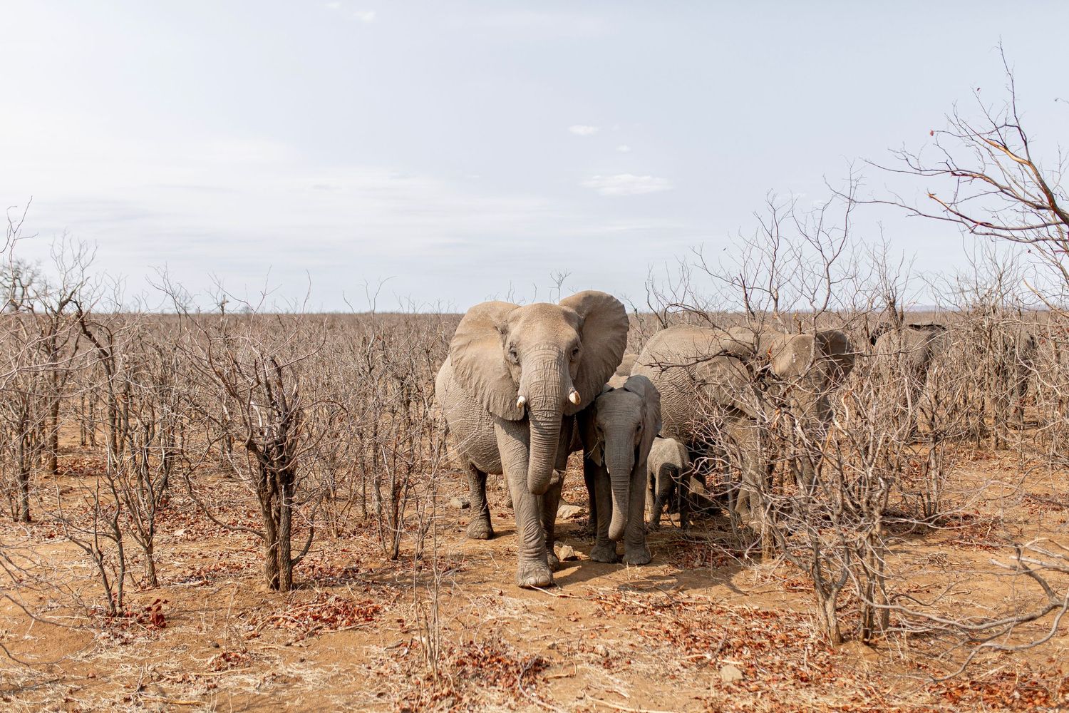 Photo d’éléphants en Afrique du Sud, majestueux dans son habitat naturel, capturé dans la savane sous une lumière douce.